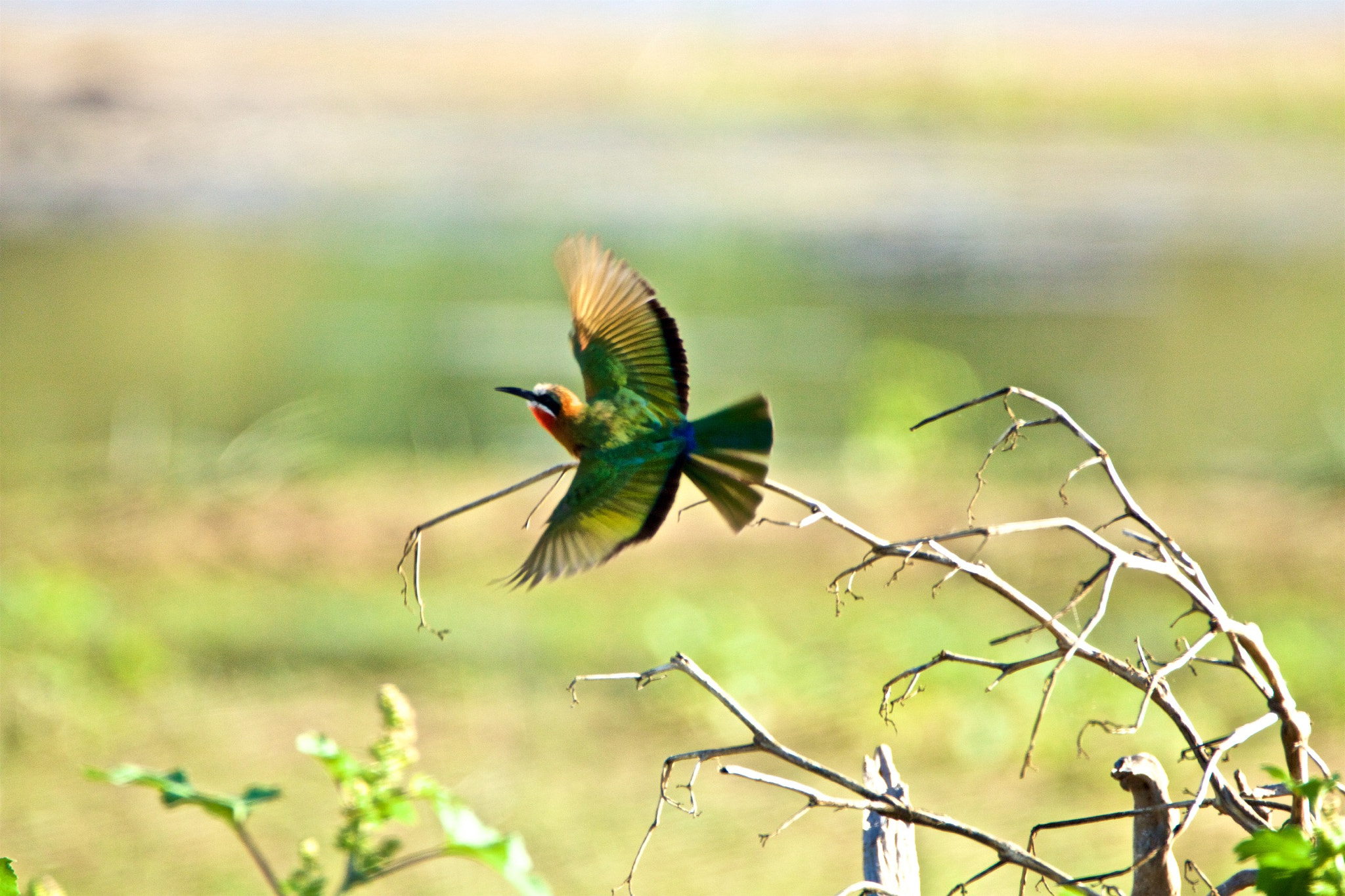 Tamron SP 150-600mm F5-6.3 Di VC USD sample photo. Wf bee eater photography