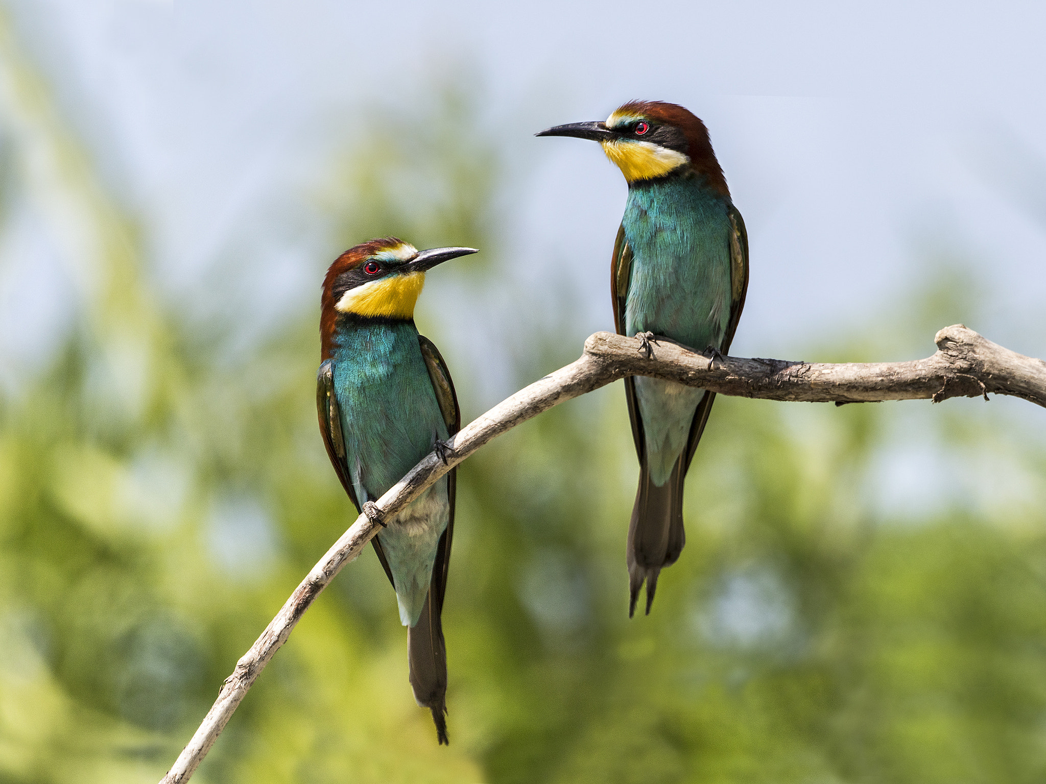 Canon EF 300mm F2.8L IS II USM sample photo. Gruccioni photography
