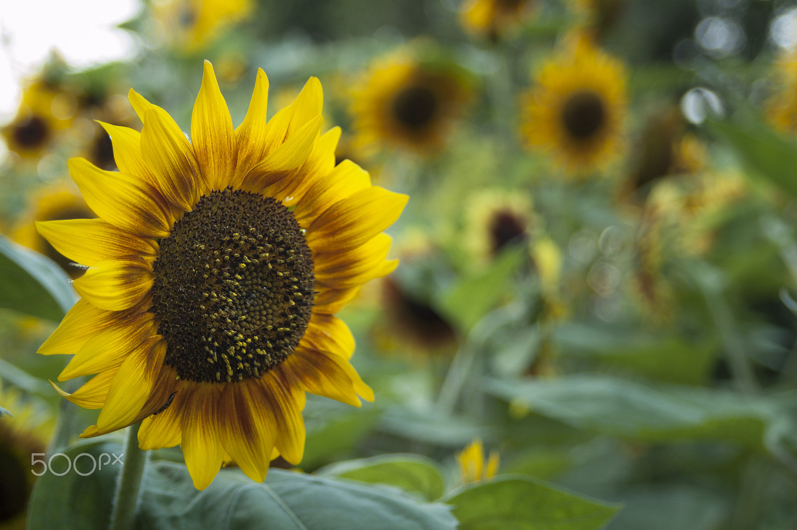 AF Zoom-Nikkor 28-105mm f/3.5-4.5D IF sample photo. Sunflower by d50 photography