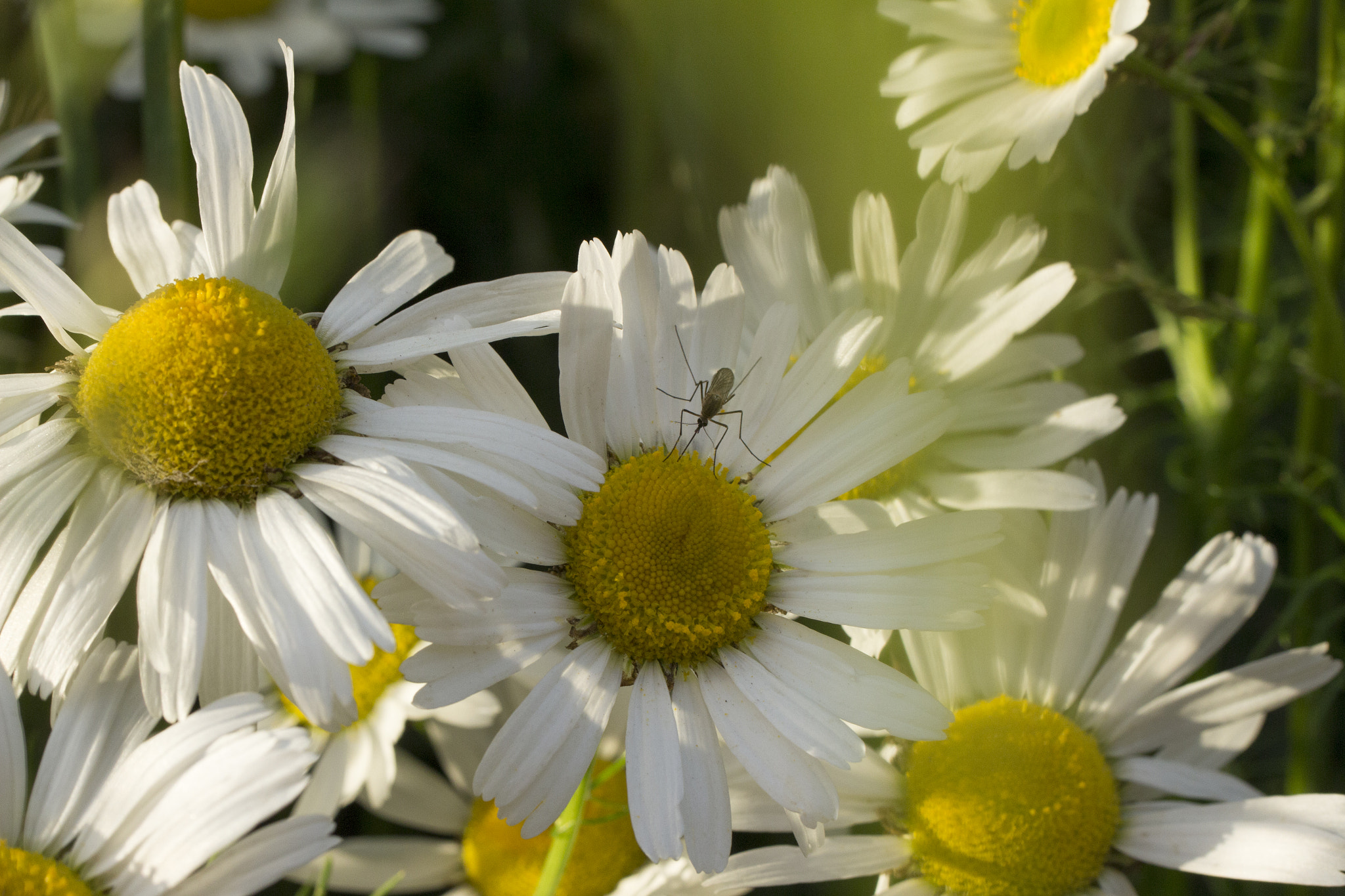 Canon EOS 650D (EOS Rebel T4i / EOS Kiss X6i) + Tamron SP AF 60mm F2 Di II LD IF Macro sample photo. Сhamomile photography