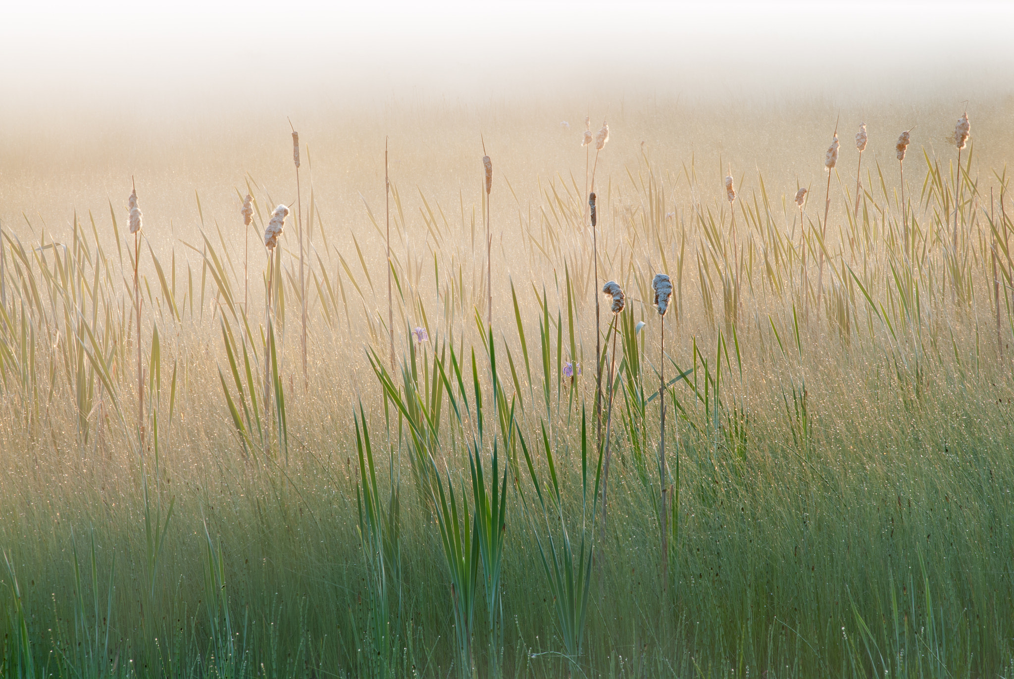 Nikon AF-Nikkor 80-200mm F2.8D ED sample photo. Cattails and irises in fog photography