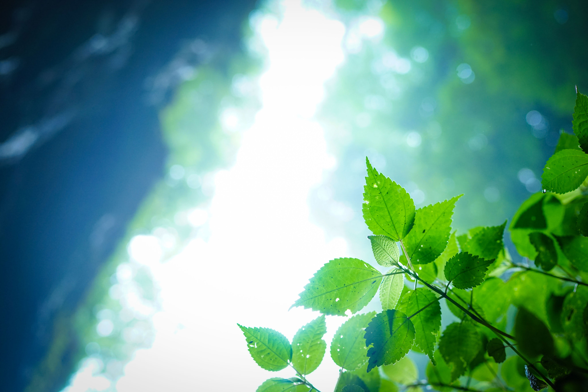 Sony a7 + Sony Distagon T* FE 35mm F1.4 ZA sample photo. Fern.jpg photography