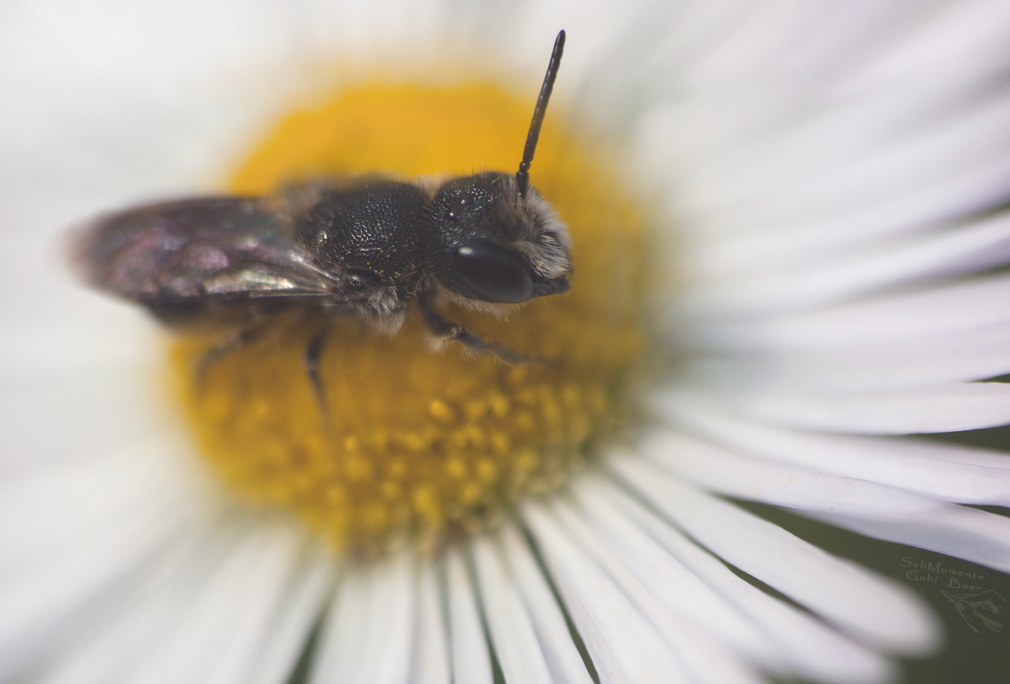 Olympus E-620 (EVOLT E-620) sample photo. Auge in auge photography