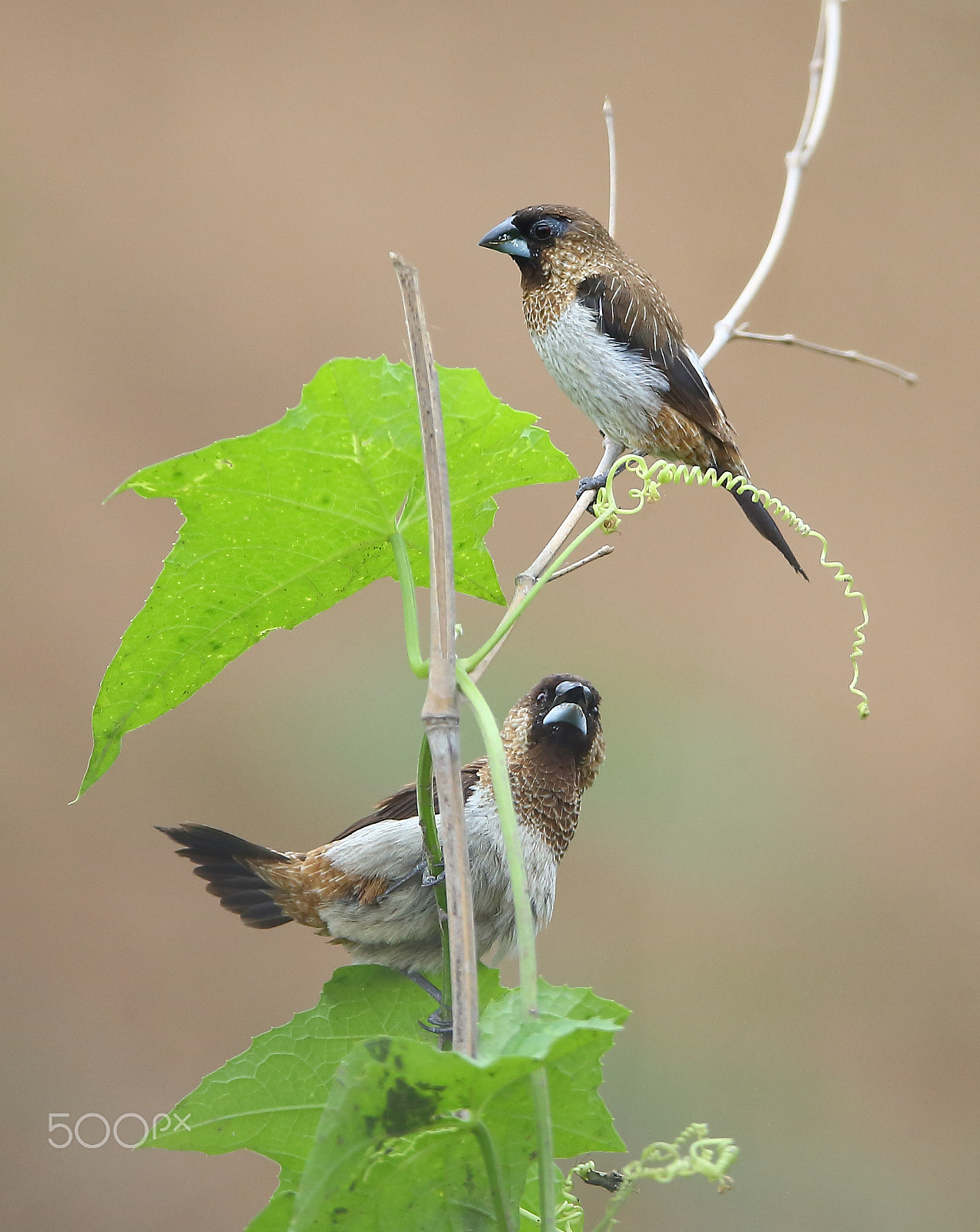 Canon EF 400mm F2.8L IS II USM sample photo. Bs3p3669.jpg photography