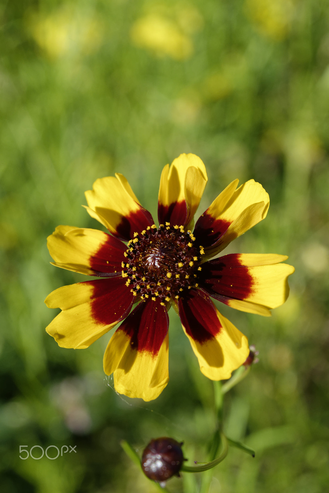 Nikon AF-S Micro-Nikkor 60mm F2.8G ED sample photo. Summer flower photography