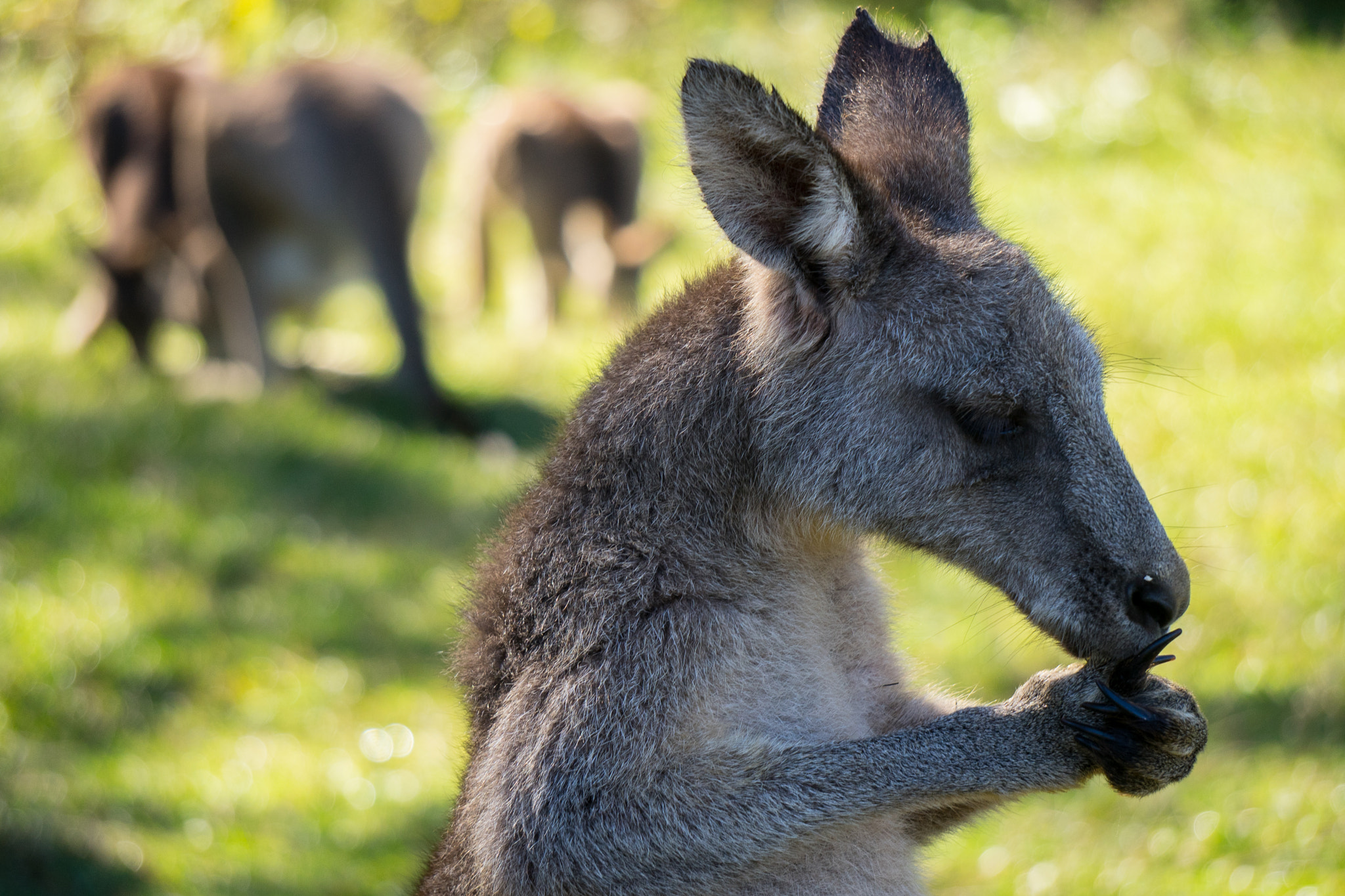 Sony a7 + Sony E 55-210mm F4.5-6.3 OSS sample photo. Praying kangaroo photography