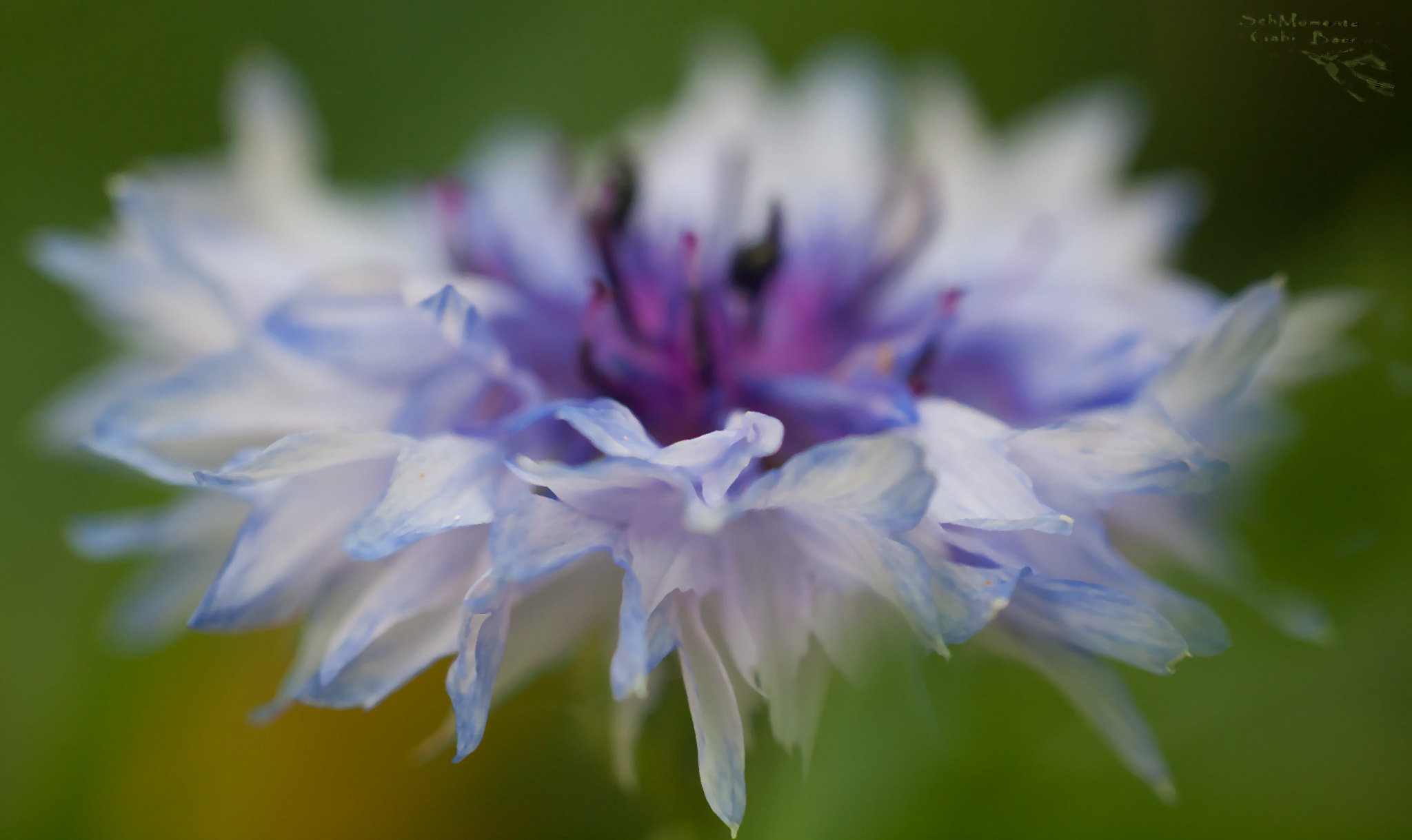 Olympus Zuiko Digital ED 40-150mm F4.0-5.6 sample photo. Kornblume photography