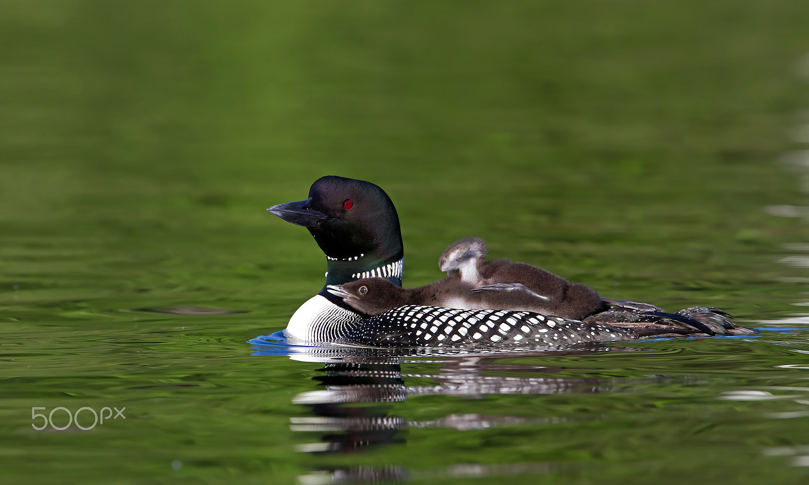 Canon EF 300mm F2.8L IS II USM sample photo. Common loon with chick photography