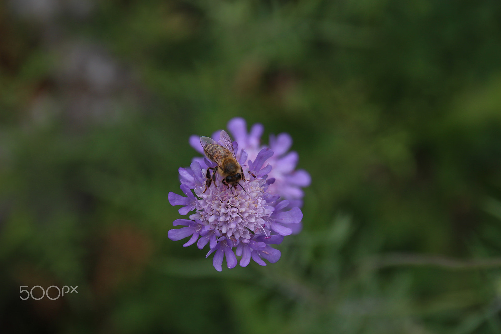 Sigma 18-250mm F3.5-6.3 DC OS HSM sample photo. Flowers botanical garden munich photography