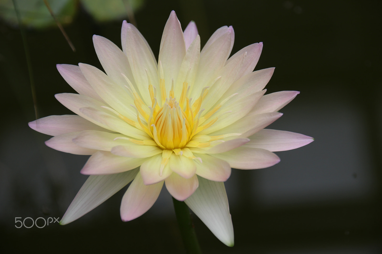 Sigma 18-250mm F3.5-6.3 DC OS HSM sample photo. Flowers botanical garden munich photography