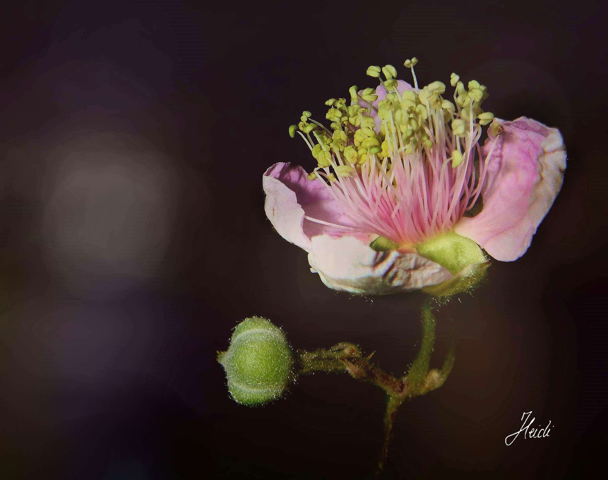 Sony DSC-T77 sample photo. ~ blossom of a blackberry ~ photography