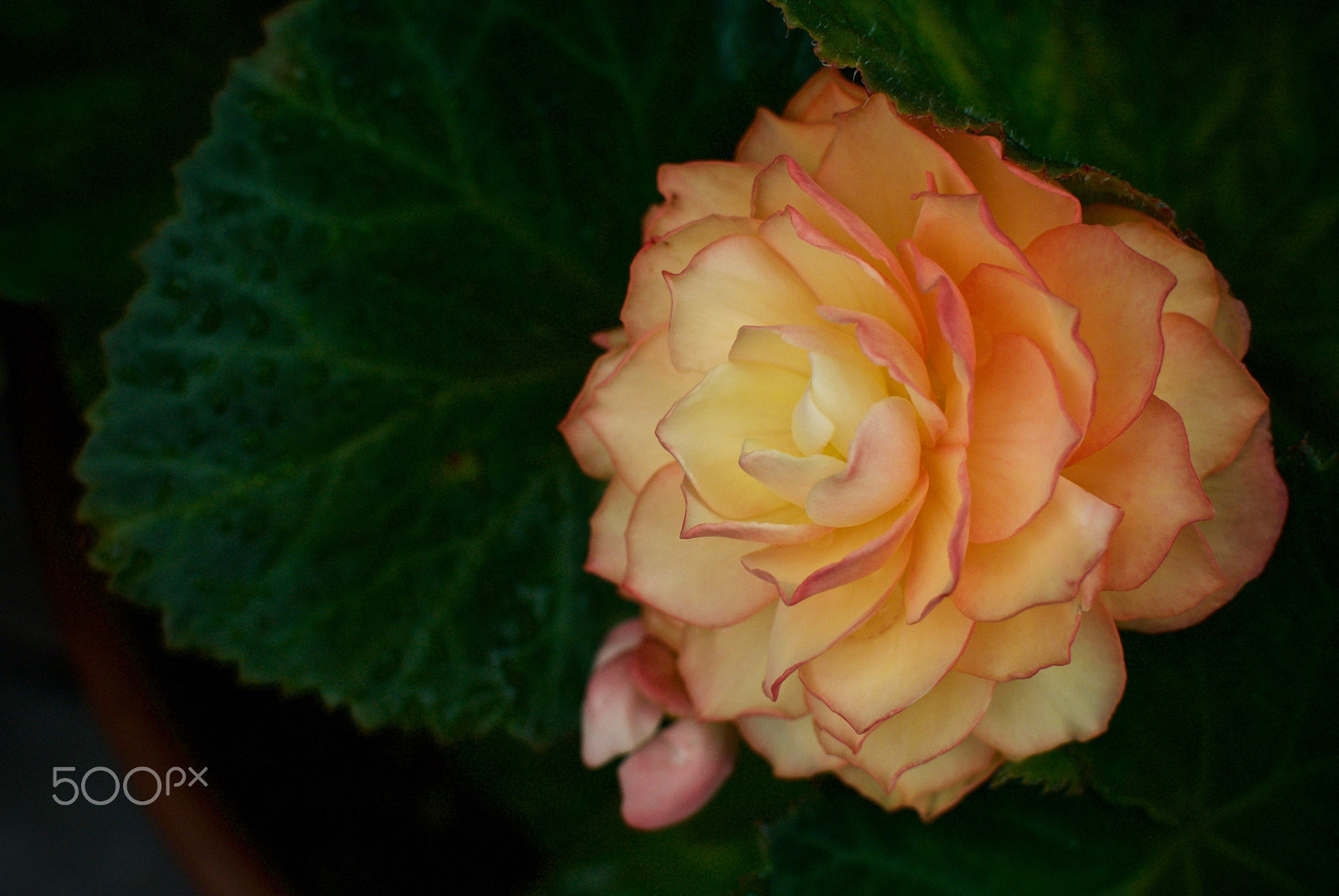 Nikon 1 J2 + Nikon 1 Nikkor 18.5mm F1.8 sample photo. My neighbour's begonia photography