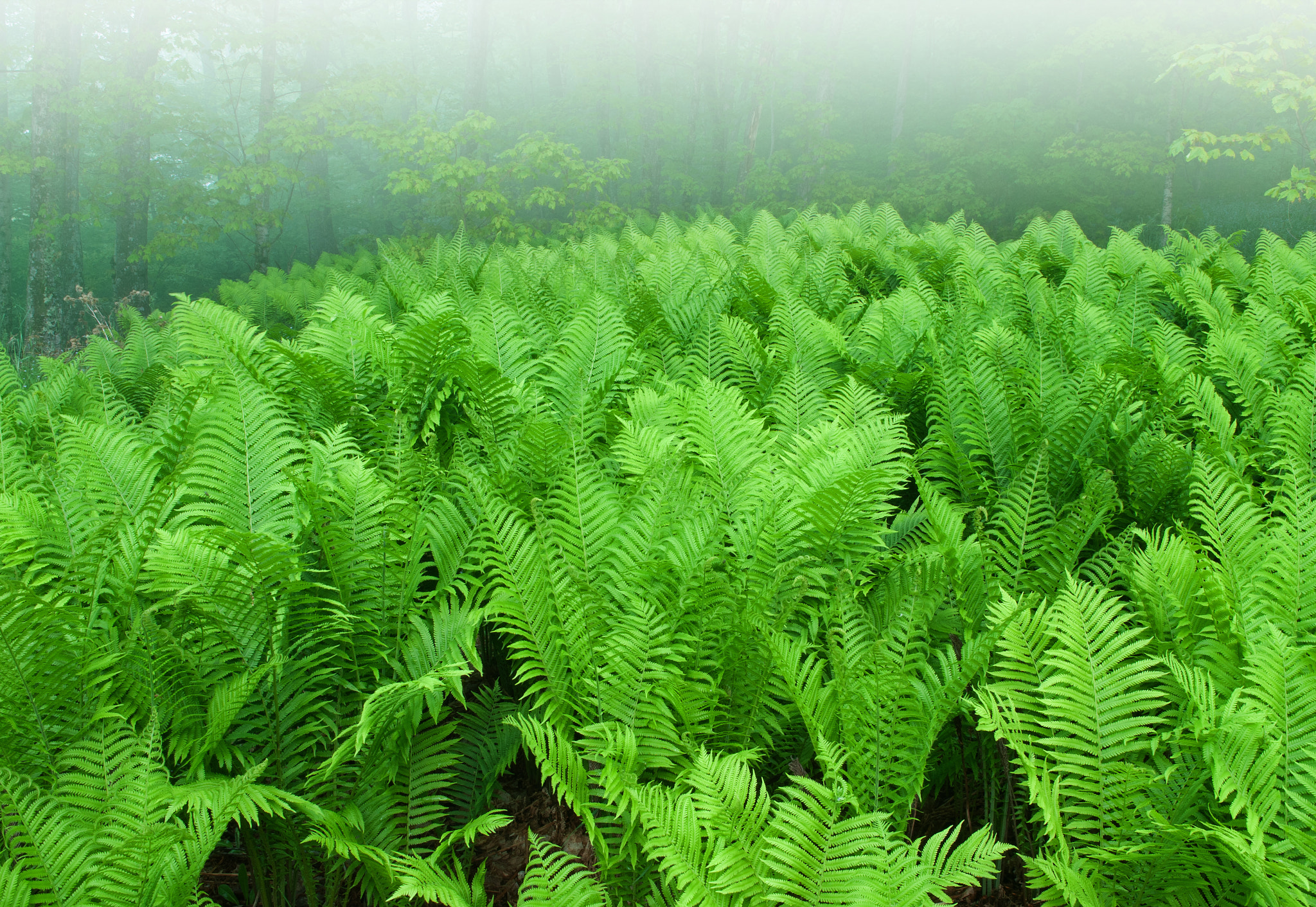 Nikon D200 sample photo. Sensitive ferns in fog photography