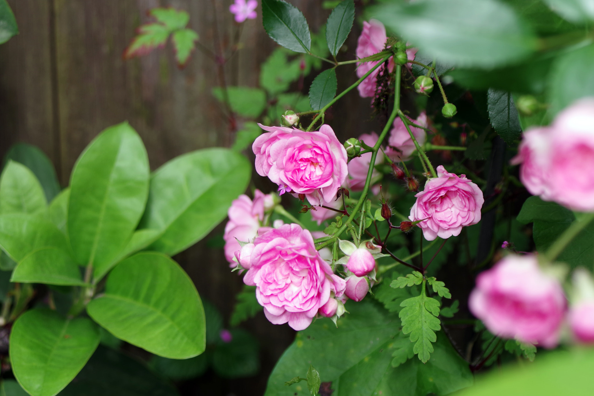 Pentax K-1 + smc PENTAX-FA 28-80mm F3.5-5.6 sample photo. Blume photography