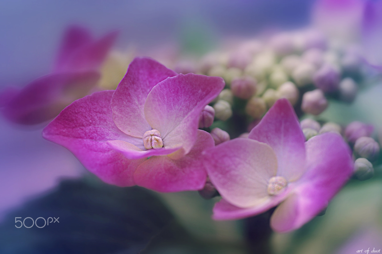Pentax smc D-FA 100mm F2.8 macro sample photo. Hortensie photography