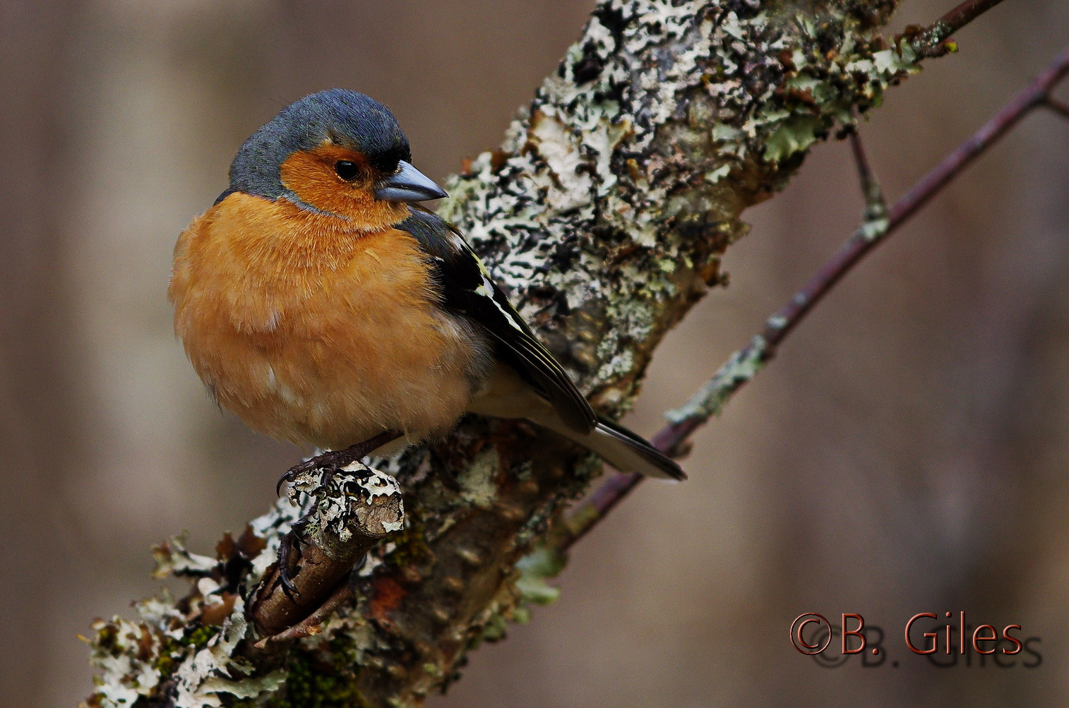 Pentax smc DA* 60-250mm F4.0 ED (IF) SDM sample photo. Chaffinch perch photography