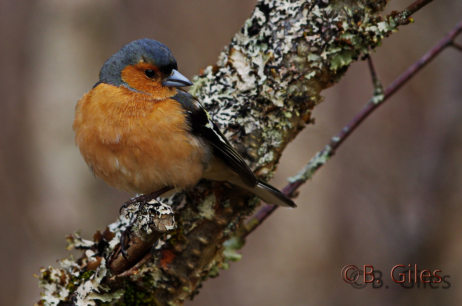 Pentax K-5 IIs + Pentax smc DA* 60-250mm F4.0 ED (IF) SDM sample photo. Chaffinch perch photography