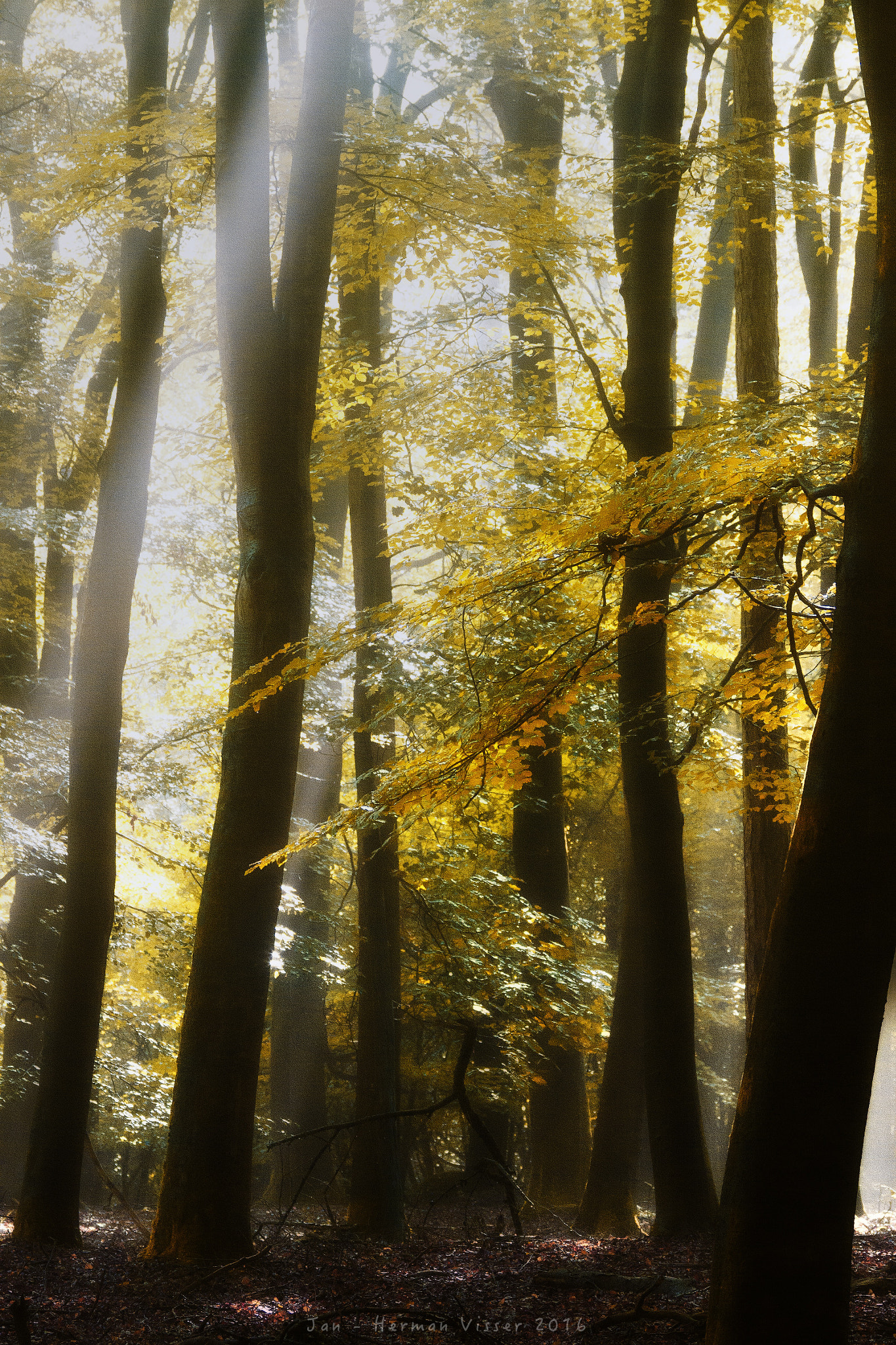 Canon EF 50-200mm f/3.5-4.5 sample photo. Catching the sunbeams... photography