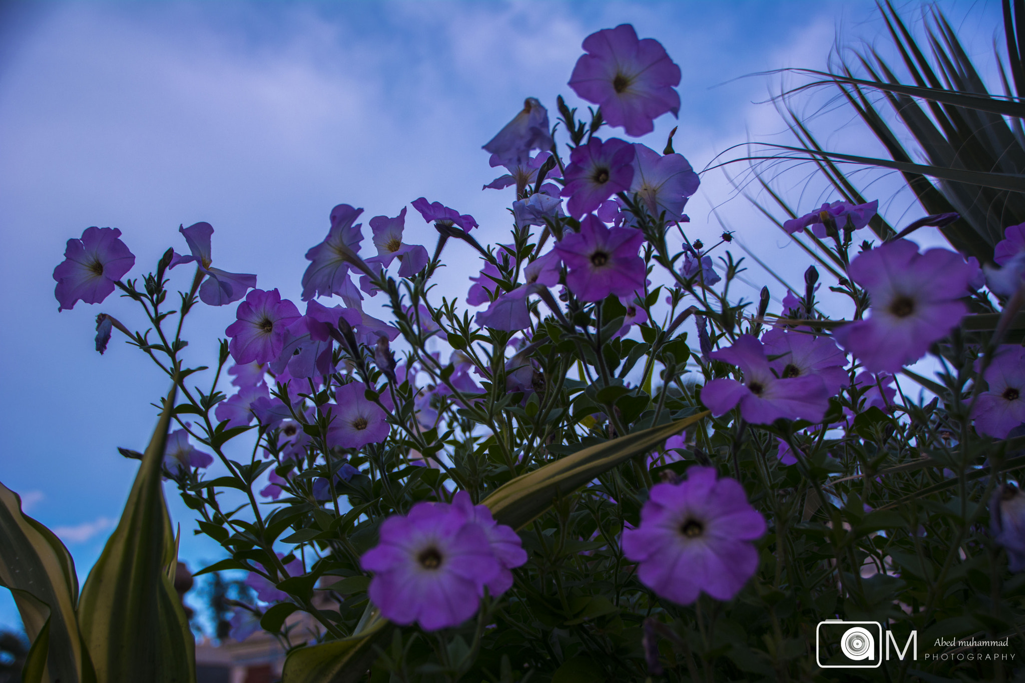 Sigma 18-200mm F3.5-6.3 II DC OS HSM sample photo. Dsc_0078.jpg photography