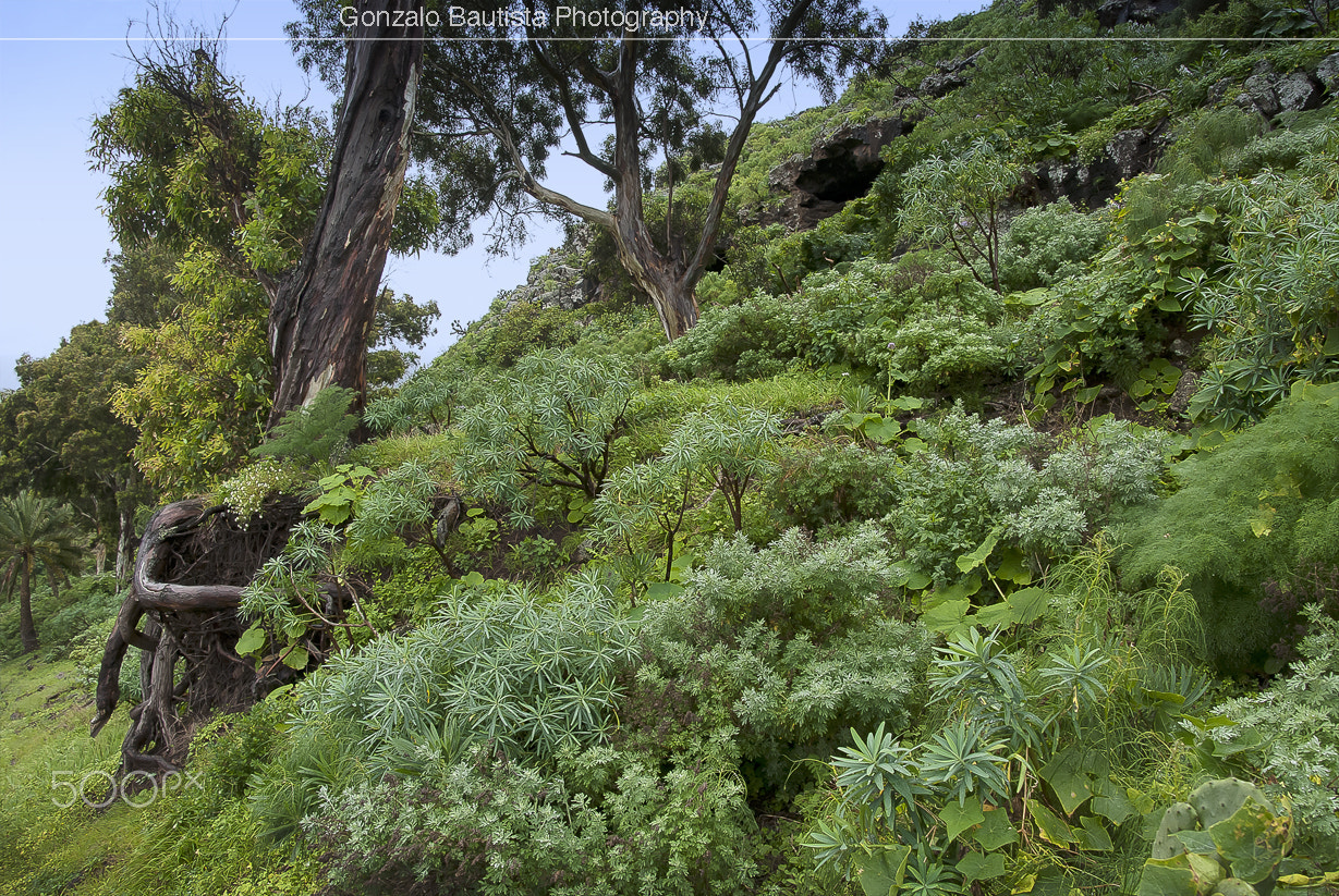 Nikon D40X + Tamron 18-270mm F3.5-6.3 Di II VC PZD sample photo. Native vegetation of the canary islands. photography