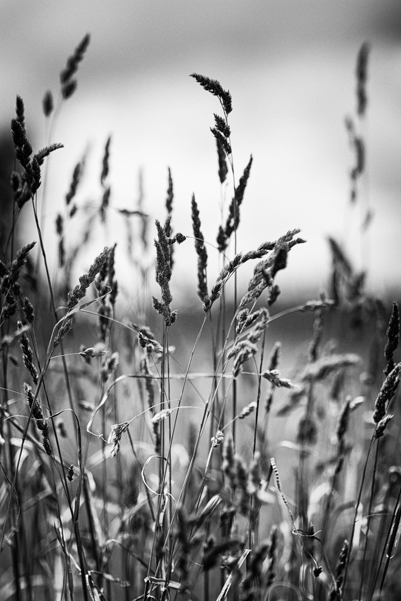 Olympus OM-D E-M5 + Olympus M.Zuiko Digital ED 75mm F1.8 sample photo. Grass. photography