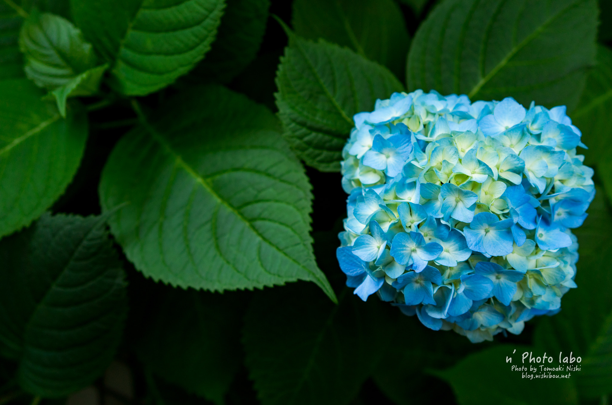 Summicron T 1:2 23 ASPH. sample photo. 紫陽花始まりました photography