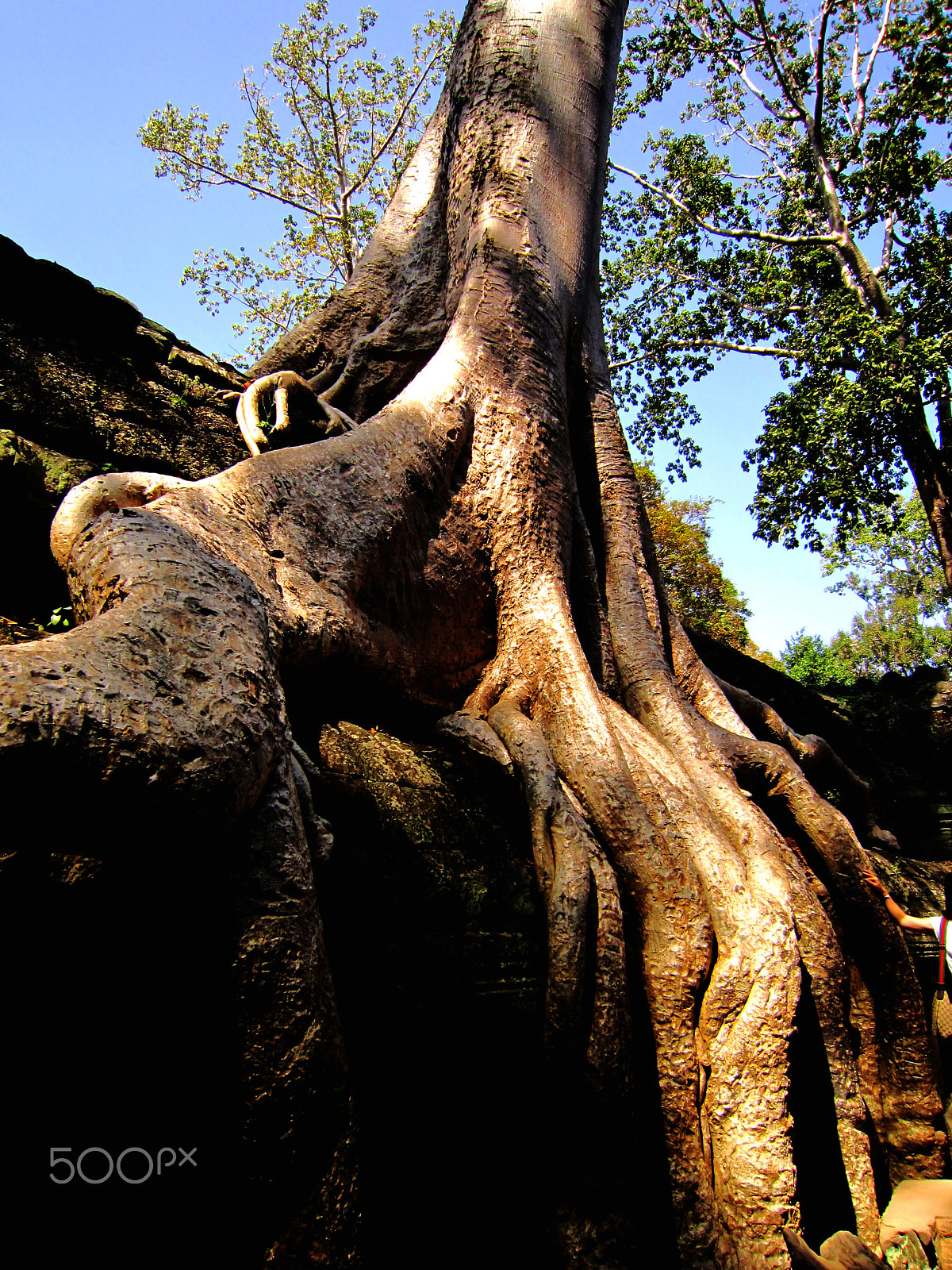 Canon PowerShot SD3500 IS (IXUS 210 / IXY 10S) sample photo. Tree on the roof photography