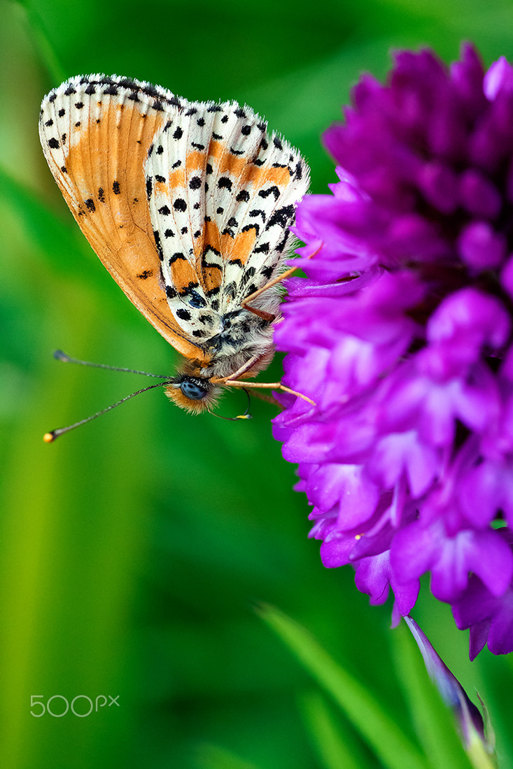 Canon EOS 7D Mark II + Tamron SP AF 90mm F2.8 Di Macro sample photo. Blue eyes photography