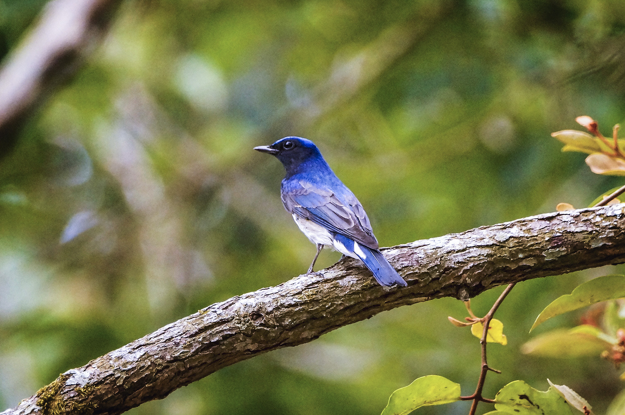 Sony SLT-A57 + Sony 70-400mm F4-5.6 G SSM sample photo. Blue-and-white flycatcher photography