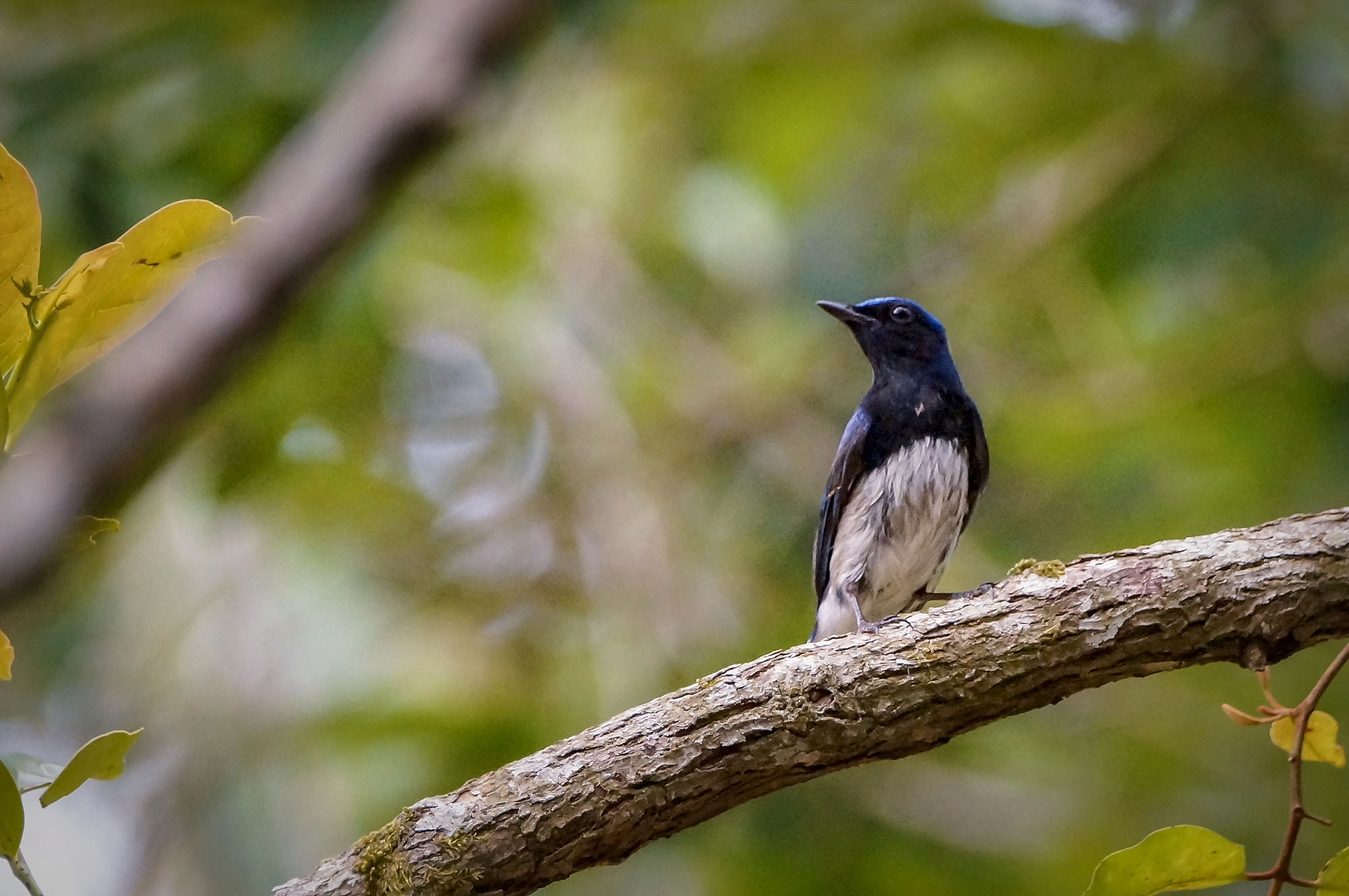 Sony SLT-A57 + Sony 70-400mm F4-5.6 G SSM sample photo. Blue-and-white flycatcher photography