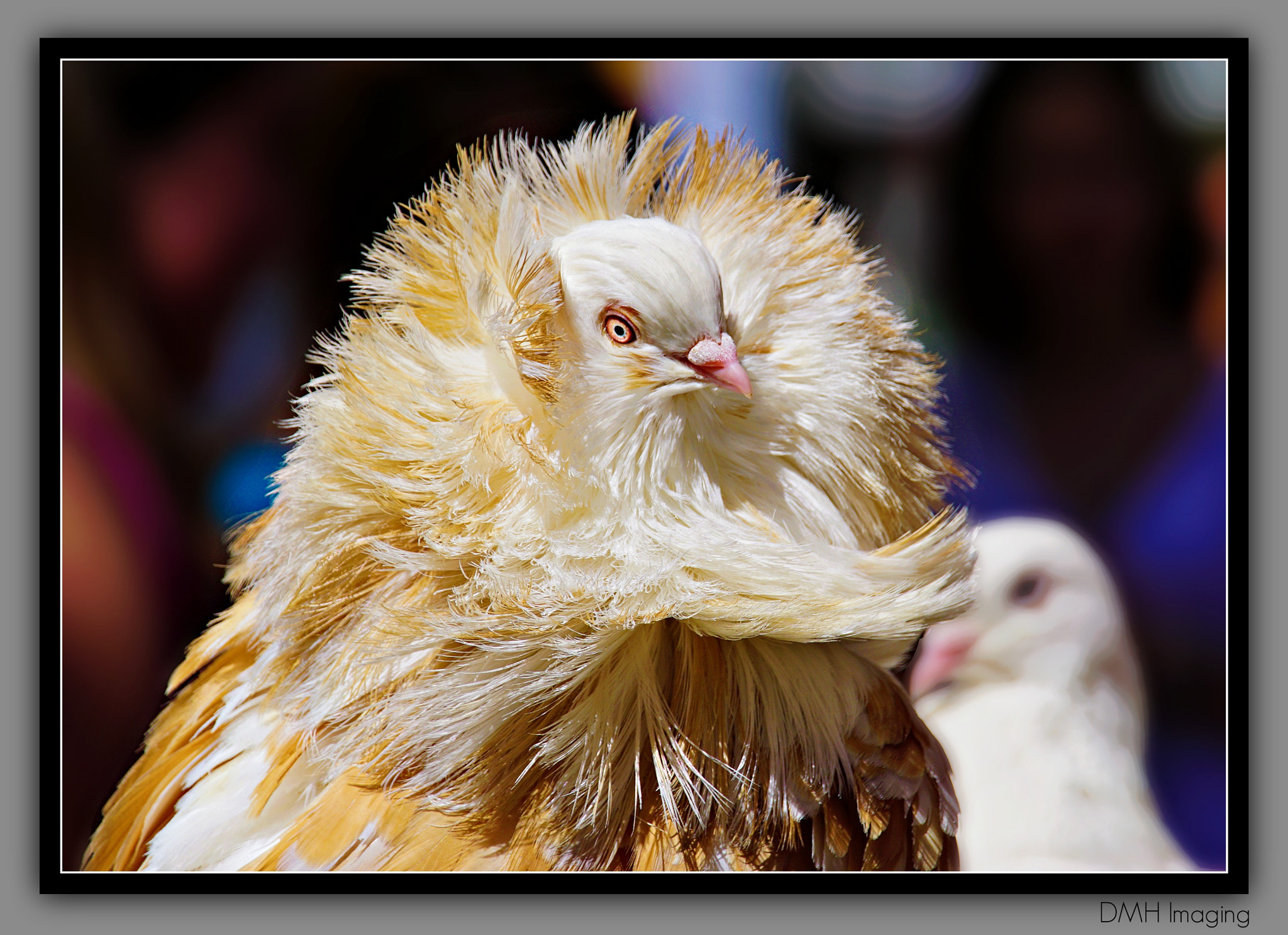 Sigma 18-250mm F3.5-6.3 DC OS HSM sample photo. Big show off photography