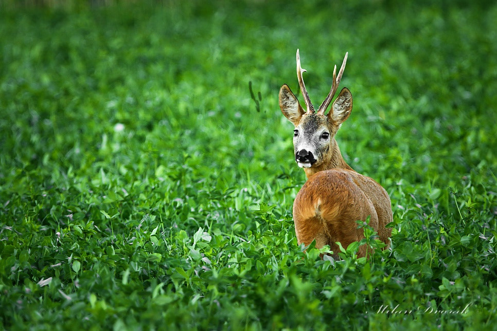 Canon EF 300mm F2.8L IS USM sample photo. Someone goes behind my back photography