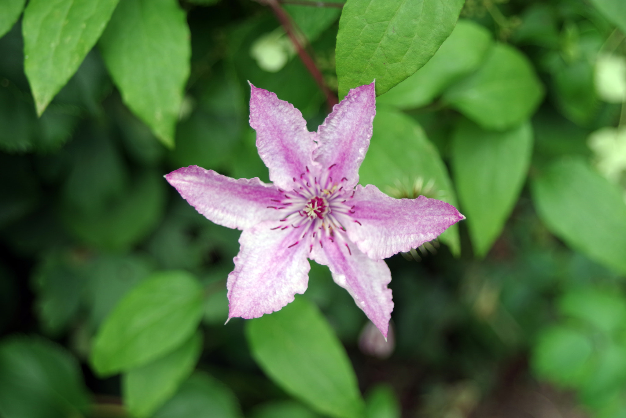 Pentax K-1 sample photo. Pink starflower in the garden photography