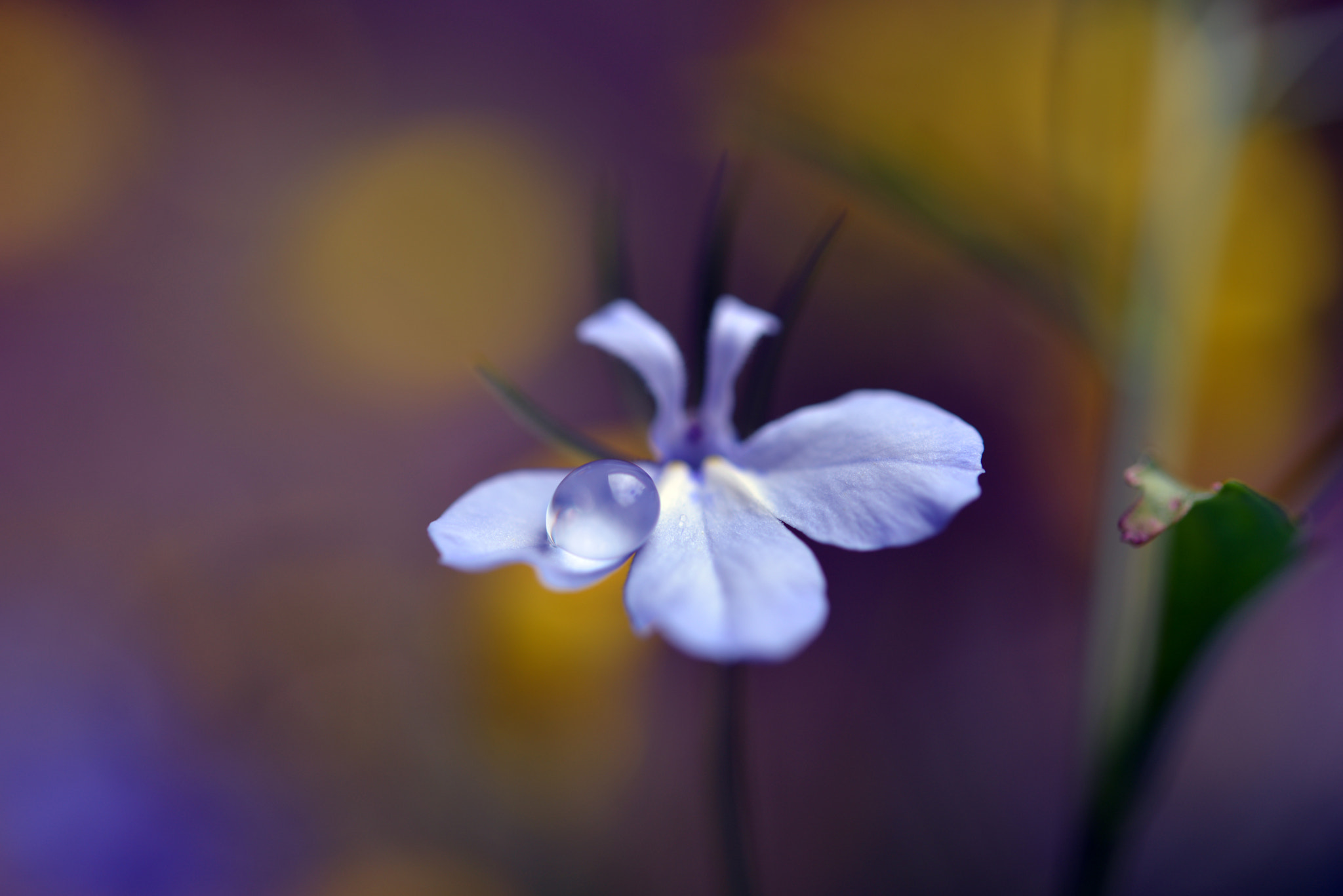 Nikon AF-S Micro-Nikkor 60mm F2.8G ED sample photo. Late photography