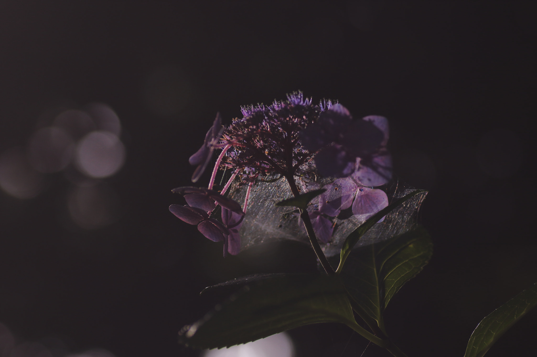 Canon EOS 7D Mark II + Tamron SP AF 90mm F2.8 Di Macro sample photo. ...光に咲く。 photography
