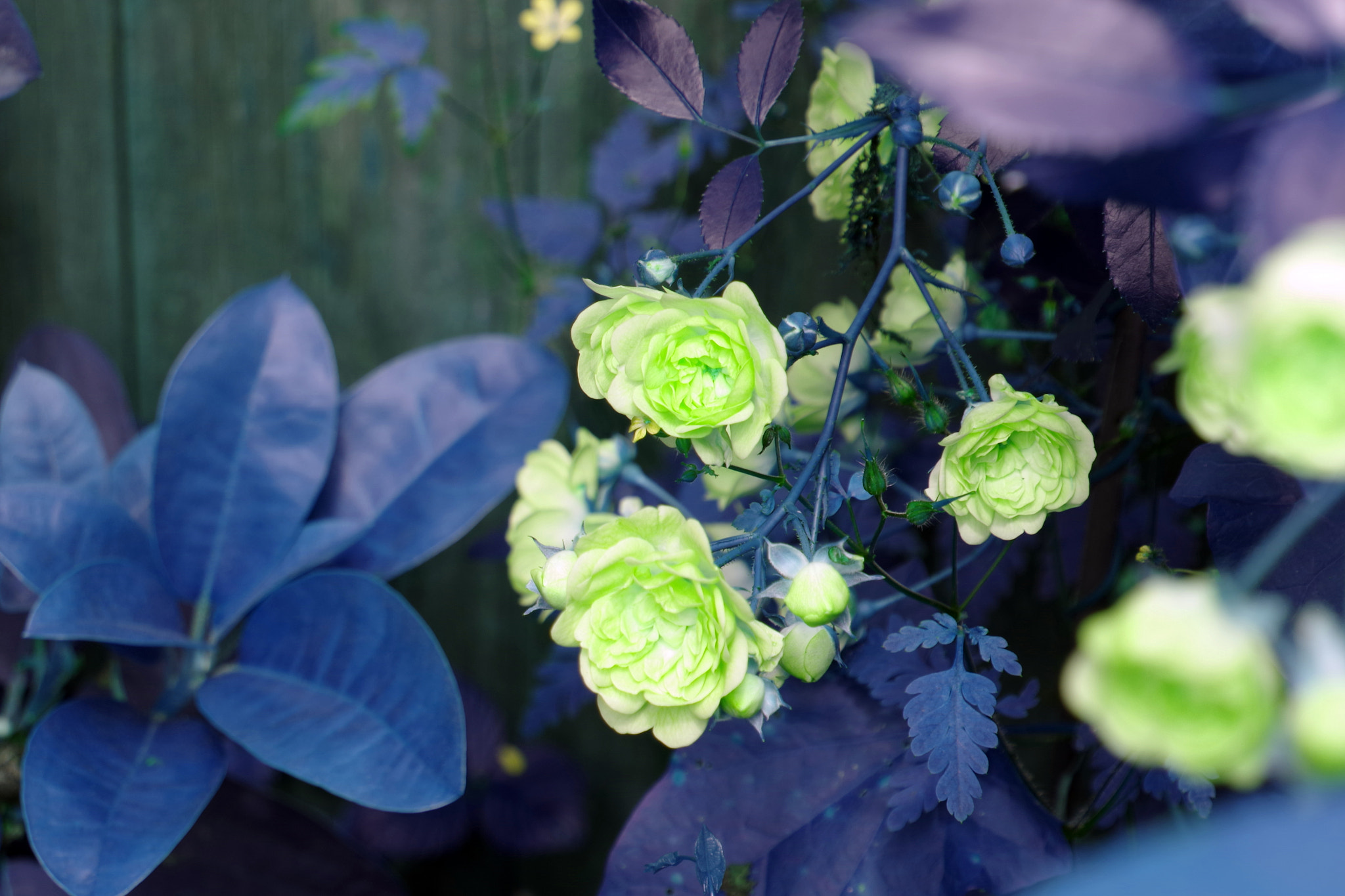 Pentax K-1 + smc PENTAX-FA 28-80mm F3.5-5.6 sample photo. Blume fehlfahrben / artificial colors photography