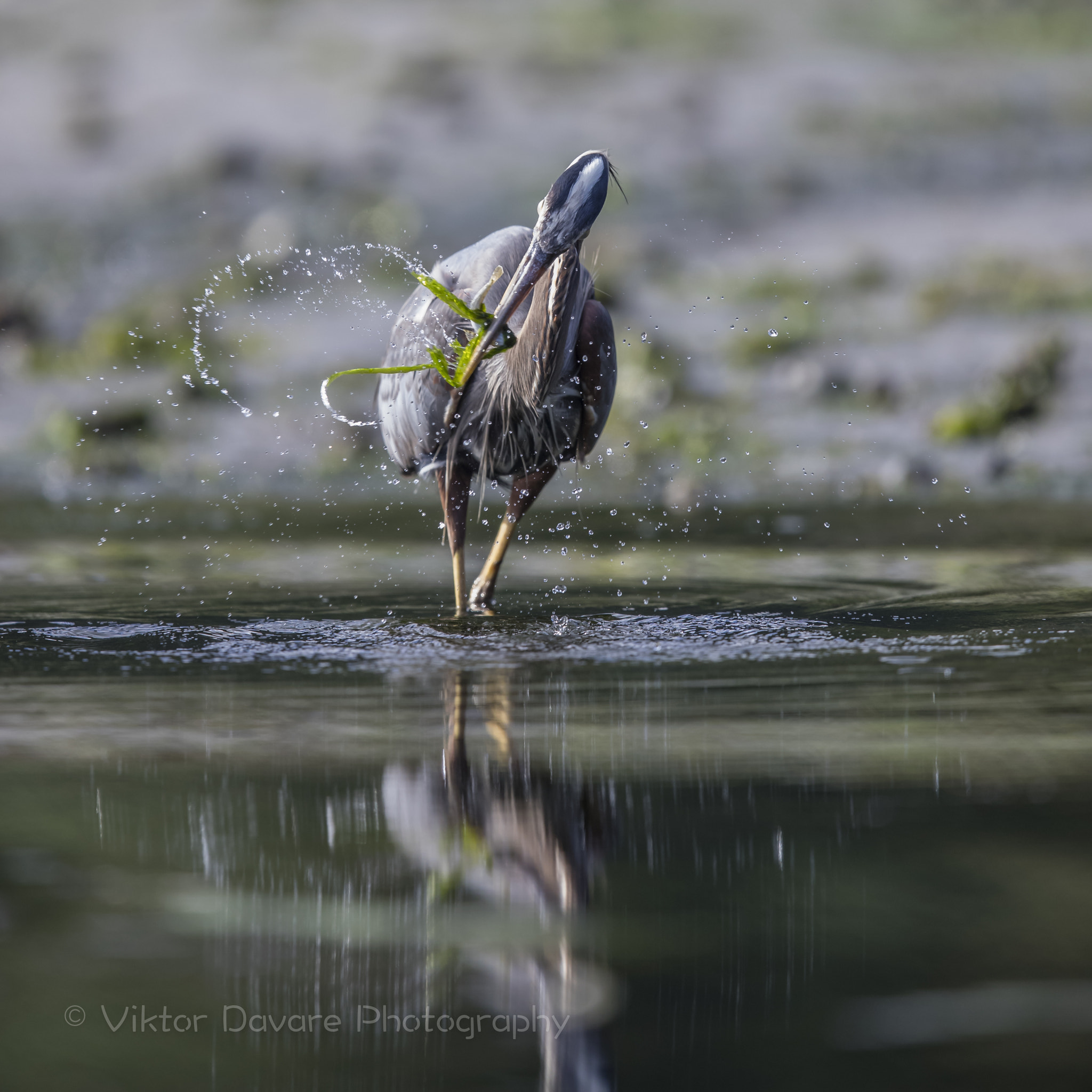 Canon EF 400mm F2.8L IS II USM sample photo. Morning walk photography