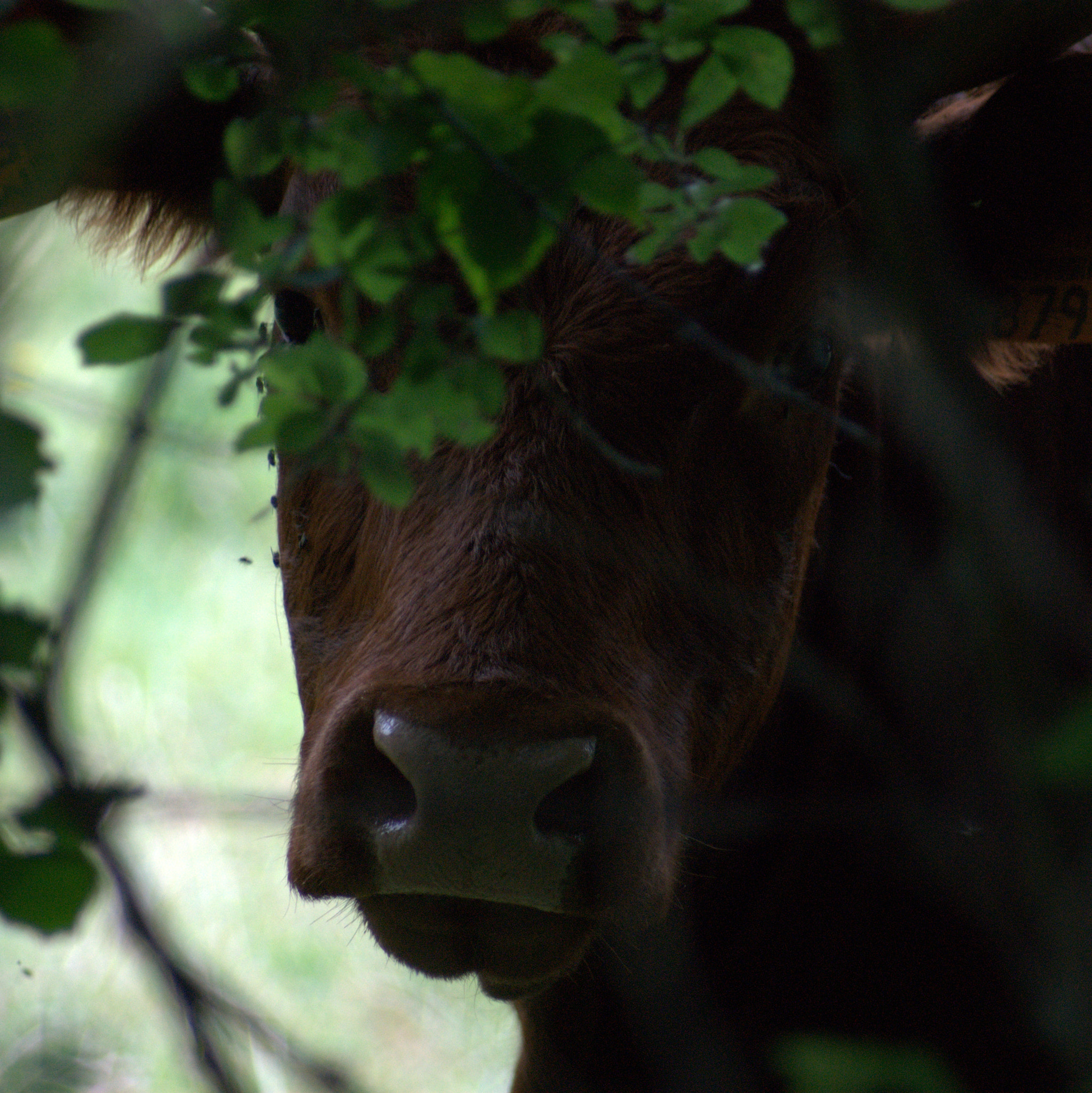 Sony Alpha DSLR-A290 + Minolta AF 70-210mm F4.5-5.6 [II] sample photo. Portrait vache photography