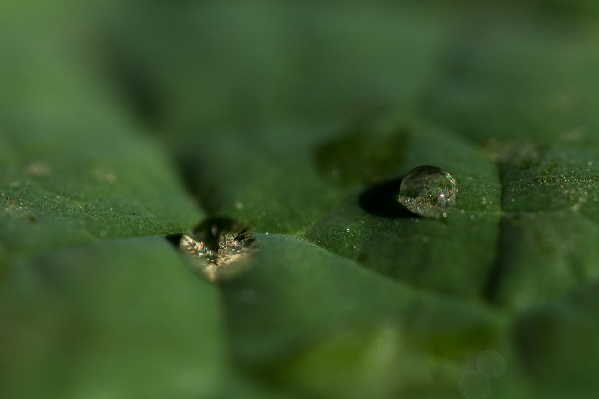 Canon EF 100mm F2.8L Macro IS USM sample photo. Drops photography