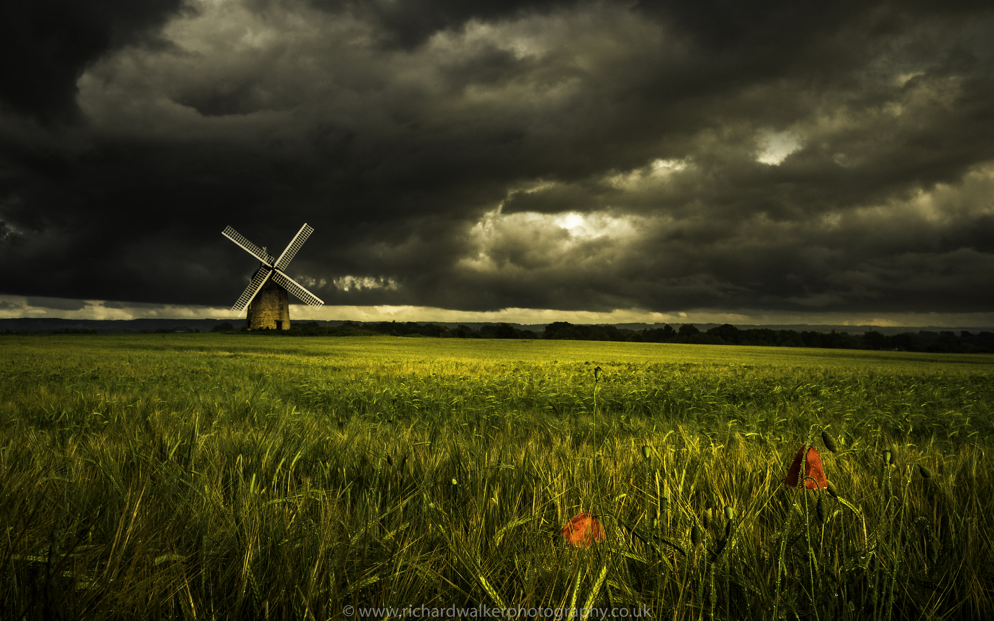 Olympus OM-D E-M1 + OLYMPUS M.9-18mm F4.0-5.6 sample photo. Windmill and poppies photography