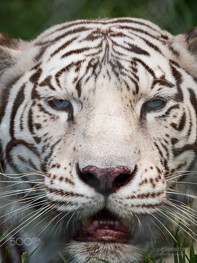 Panasonic Lumix DMC-GX8 sample photo. White tiger blue eyes photography