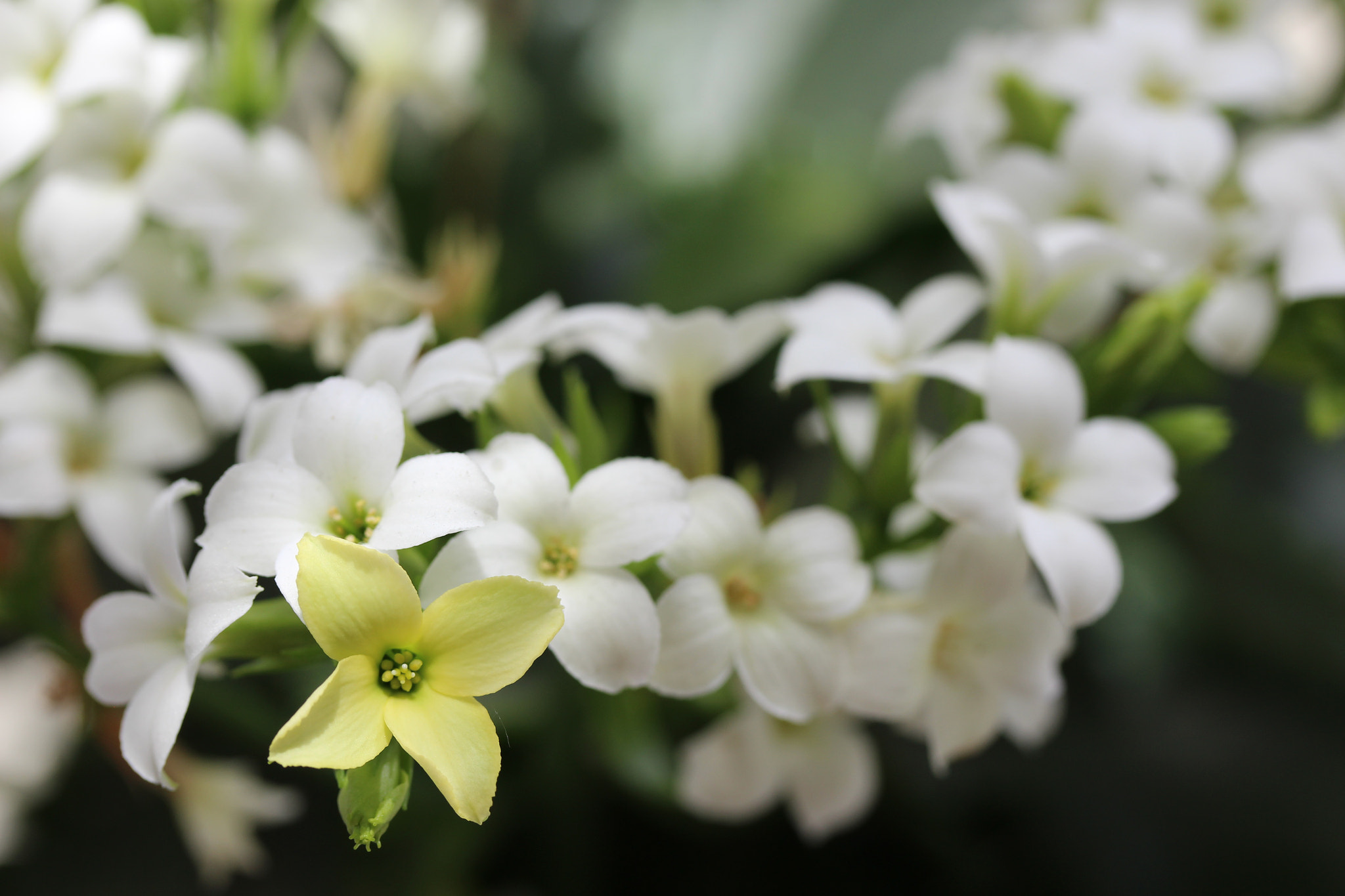 Canon EF-S 60mm F2.8 Macro USM sample photo