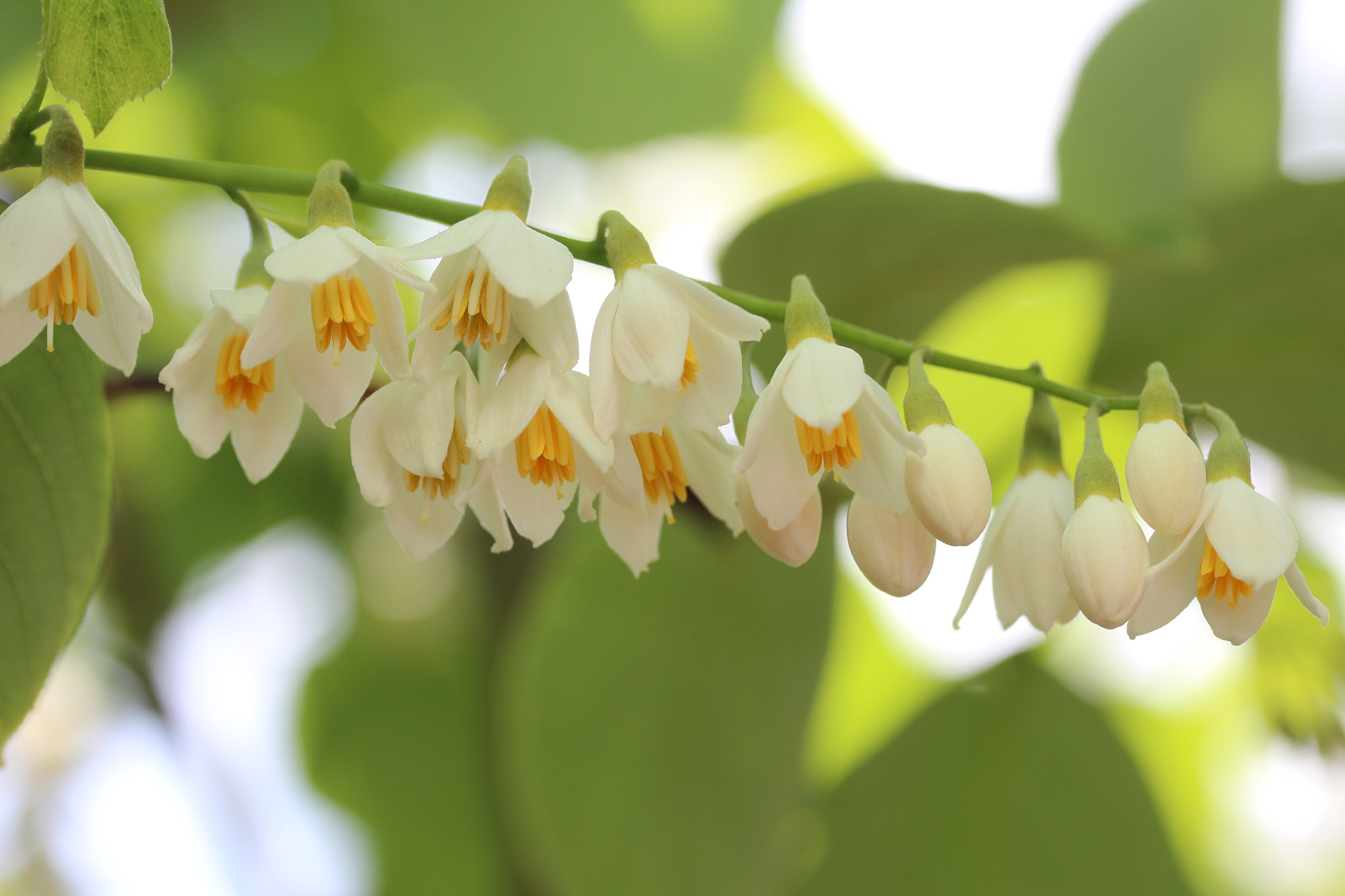 Canon EF-S 60mm F2.8 Macro USM sample photo