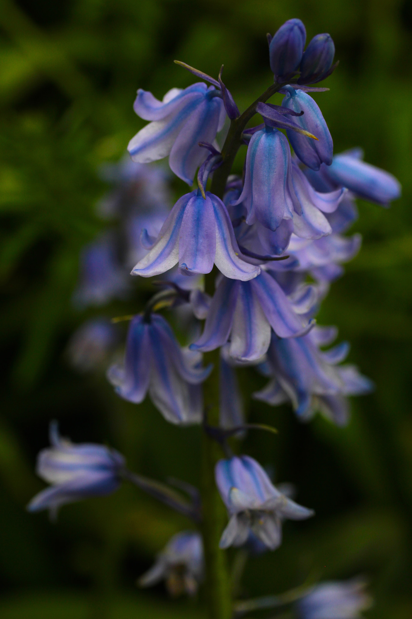 Canon EF-S 60mm F2.8 Macro USM sample photo