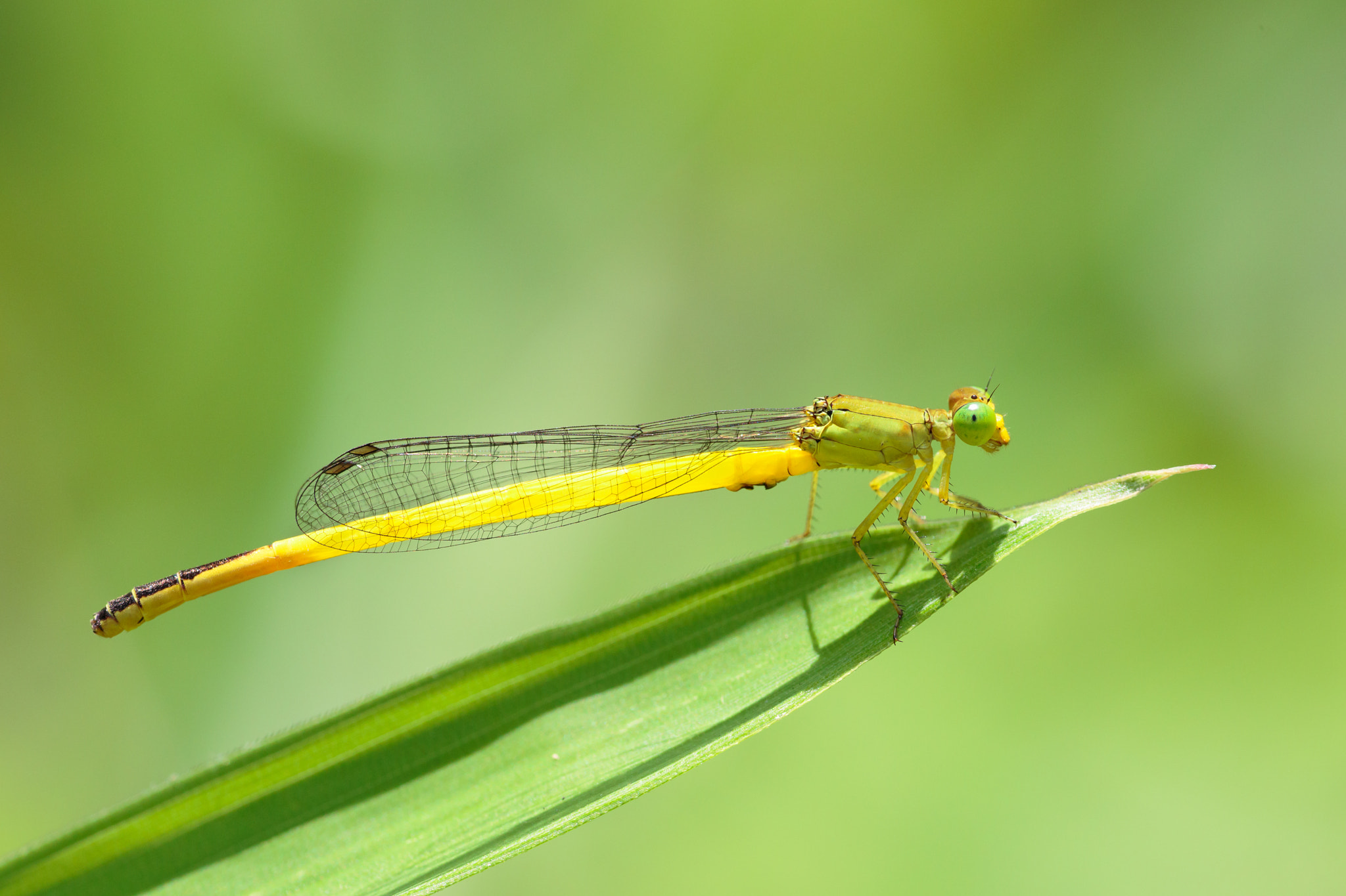 Sigma APO Macro 180mm F2.8 EX DG OS HSM sample photo. Ceriagrion melanurum photography