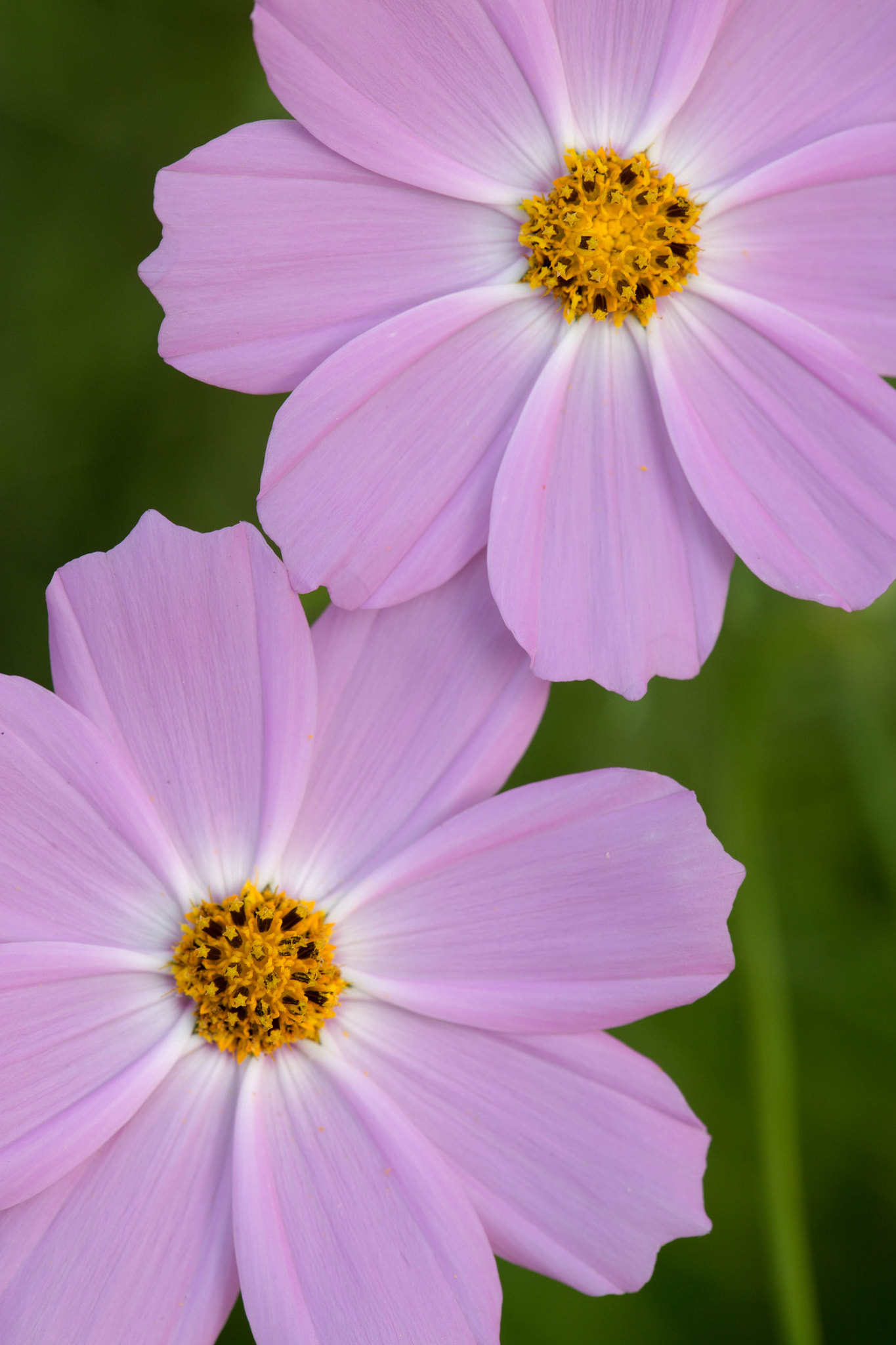 Canon EF 180mm F3.5L Macro USM sample photo. Twin flowers photography