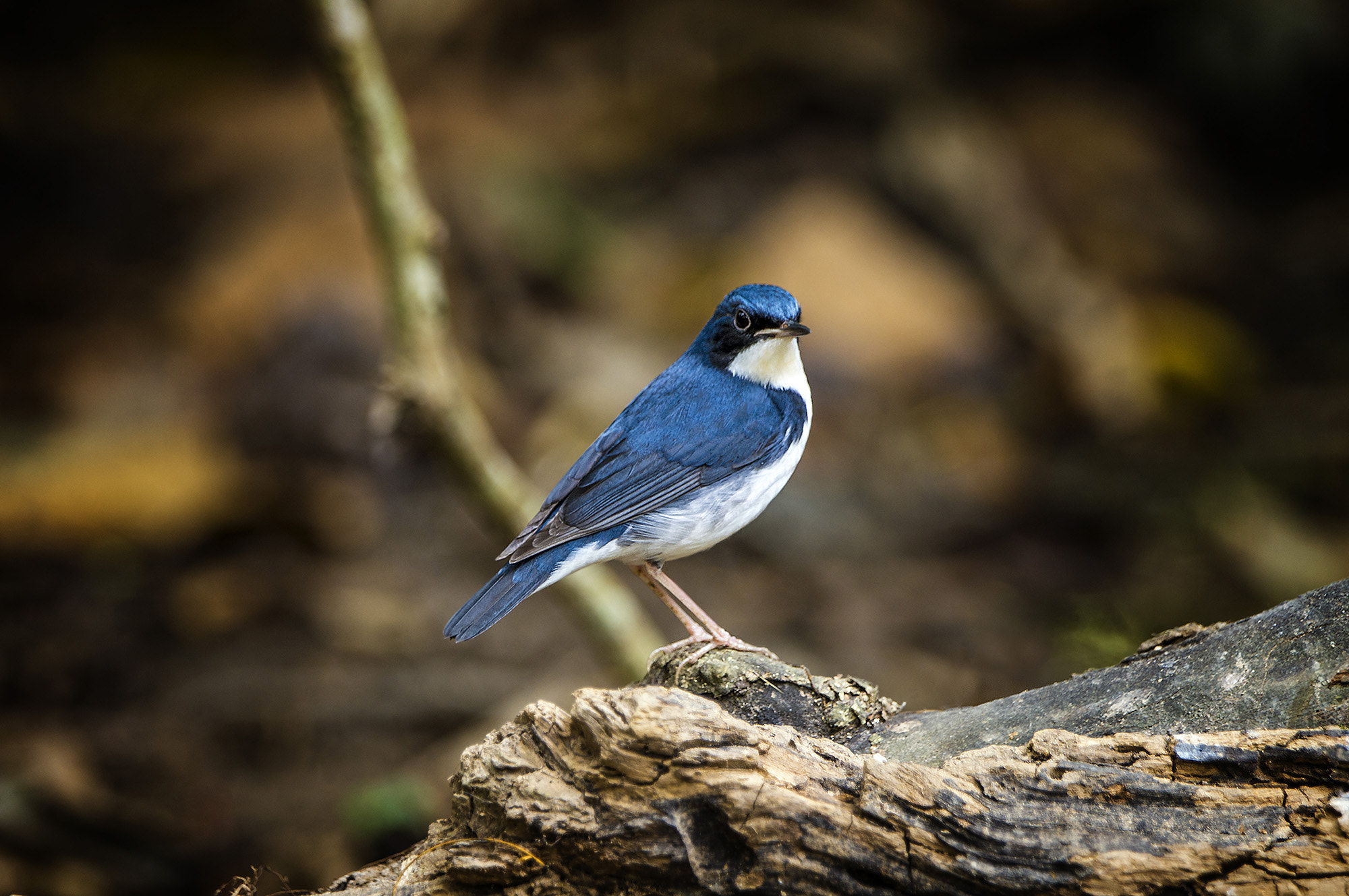 Sony SLT-A57 + Sony 70-400mm F4-5.6 G SSM II sample photo. Siberian blue robin (male) photography