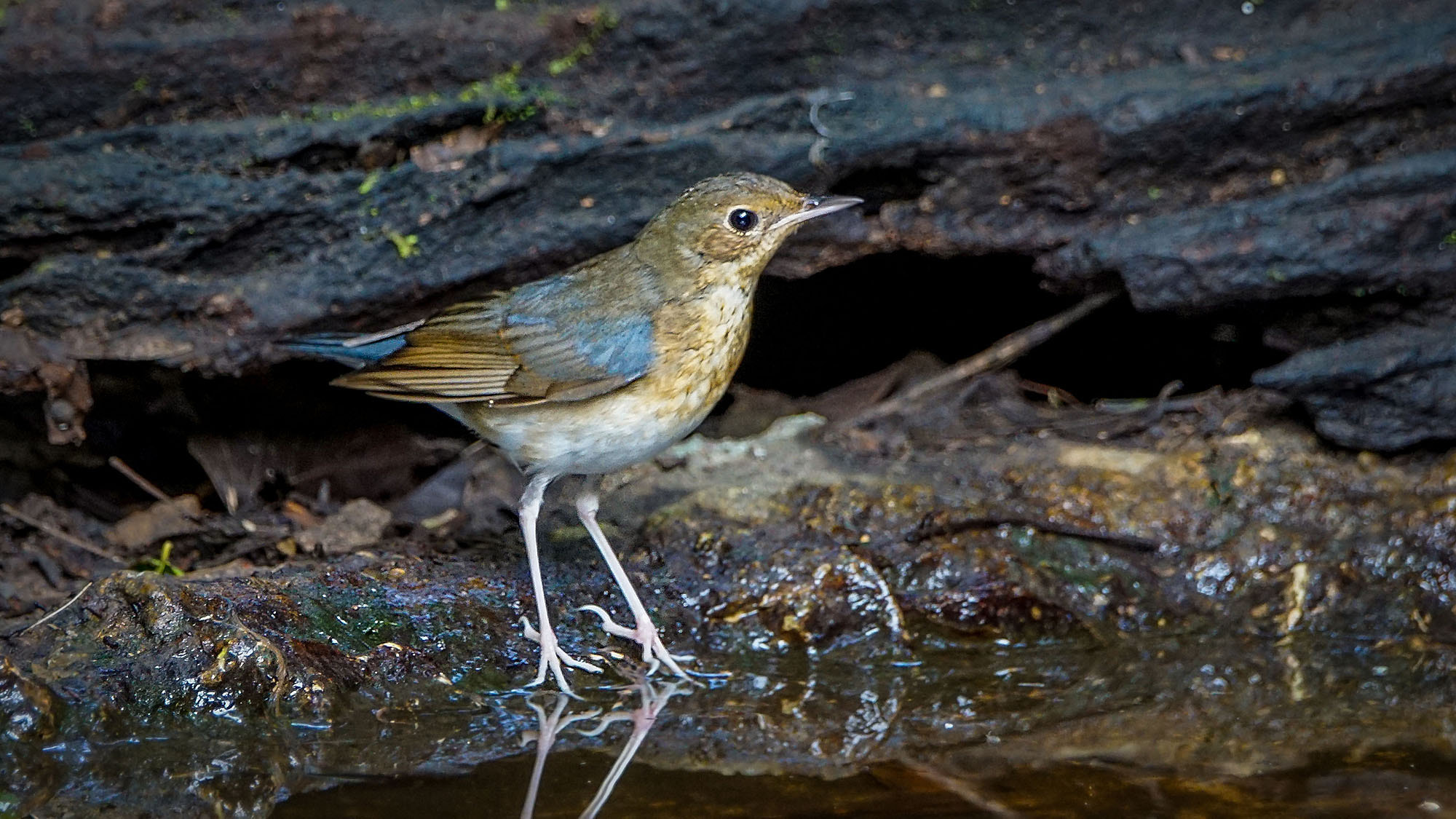 Sony 70-400mm F4-5.6 G SSM II sample photo. Siberian blue robin (first-winter-male) photography