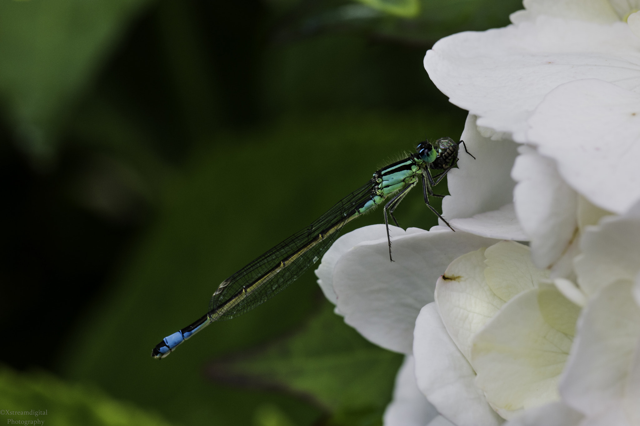 Samsung NX1 + Samsung NX 60mm F2.8 Macro ED OIS SSA sample photo. Damselfly photography