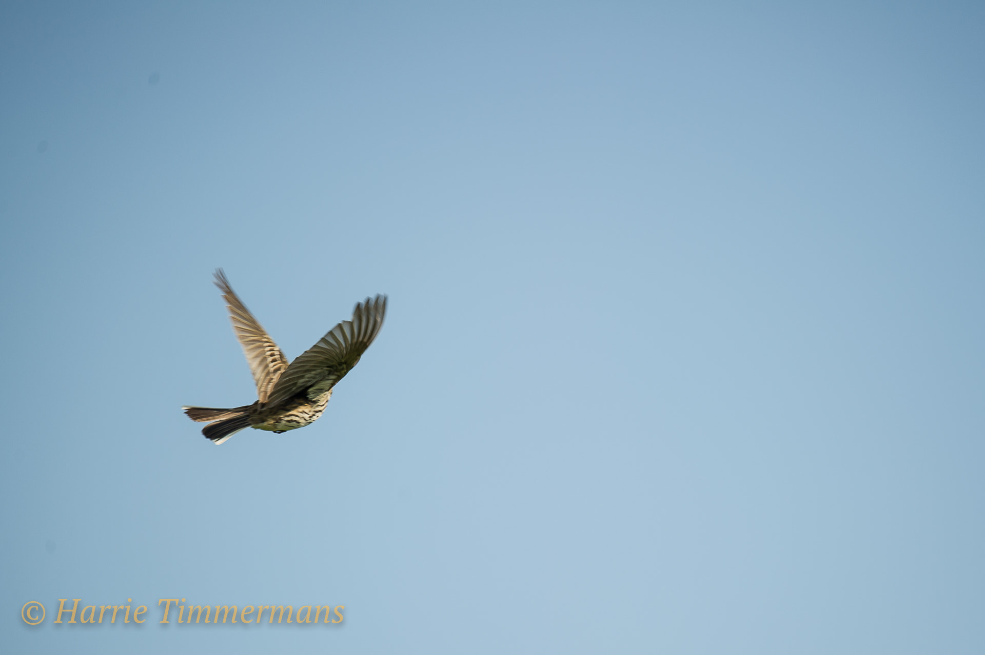 Nikon D3S sample photo. Hti_1627.jpg photography